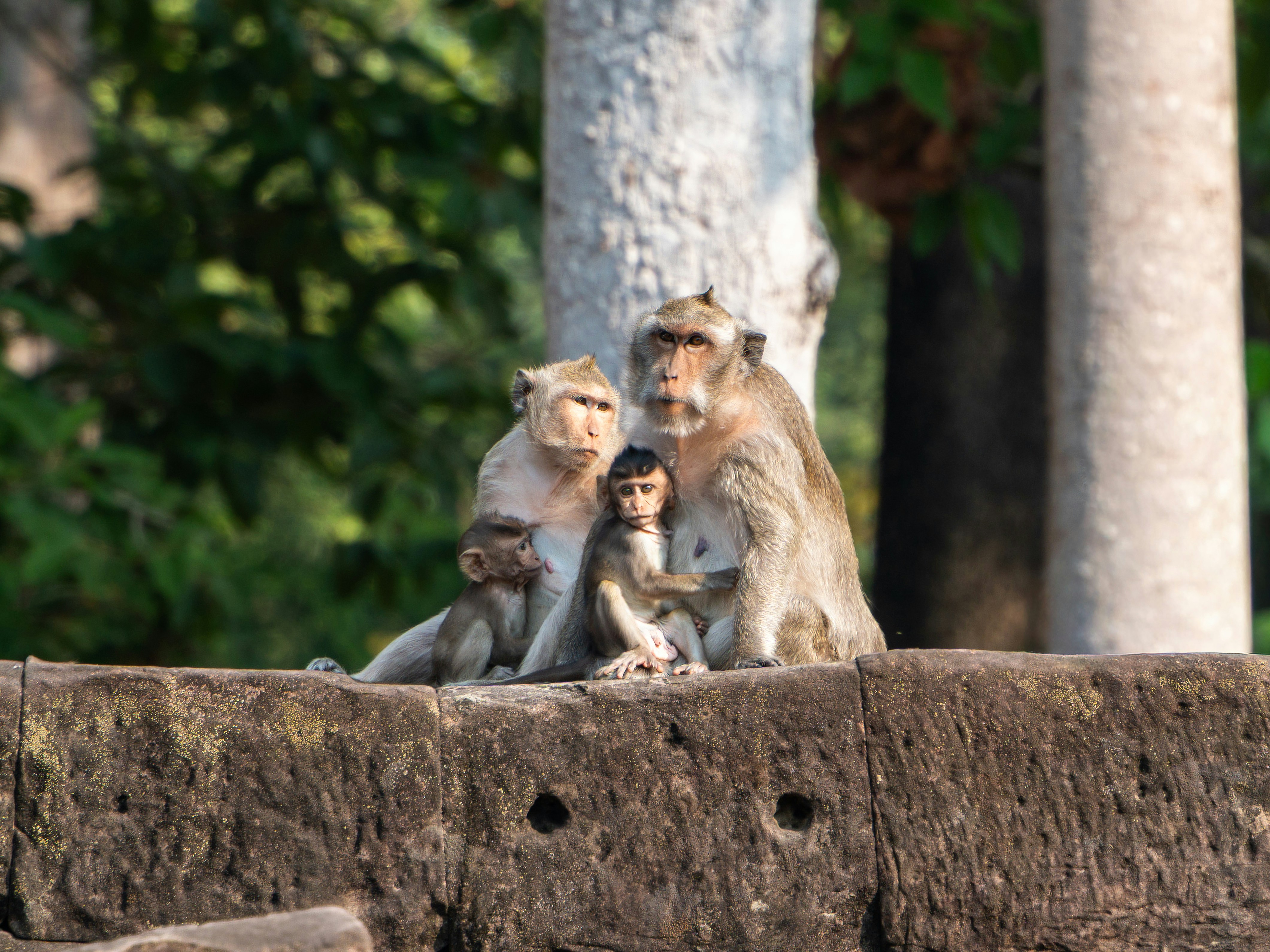 Una familia de monos está sentada en un muro de piedra.