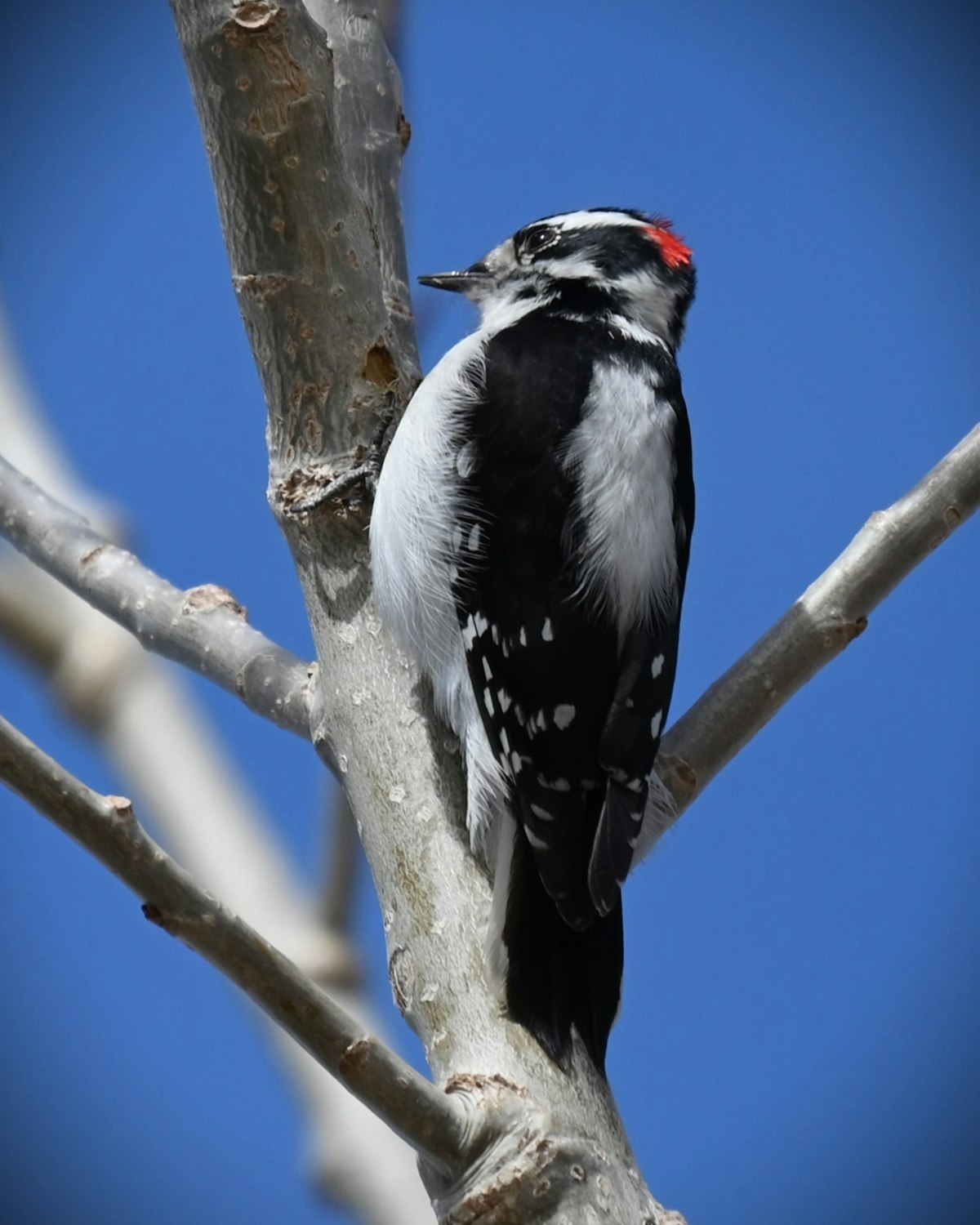 Downy woodpecker on a bare branch - woodpeckers can feed upside down unlike starlings