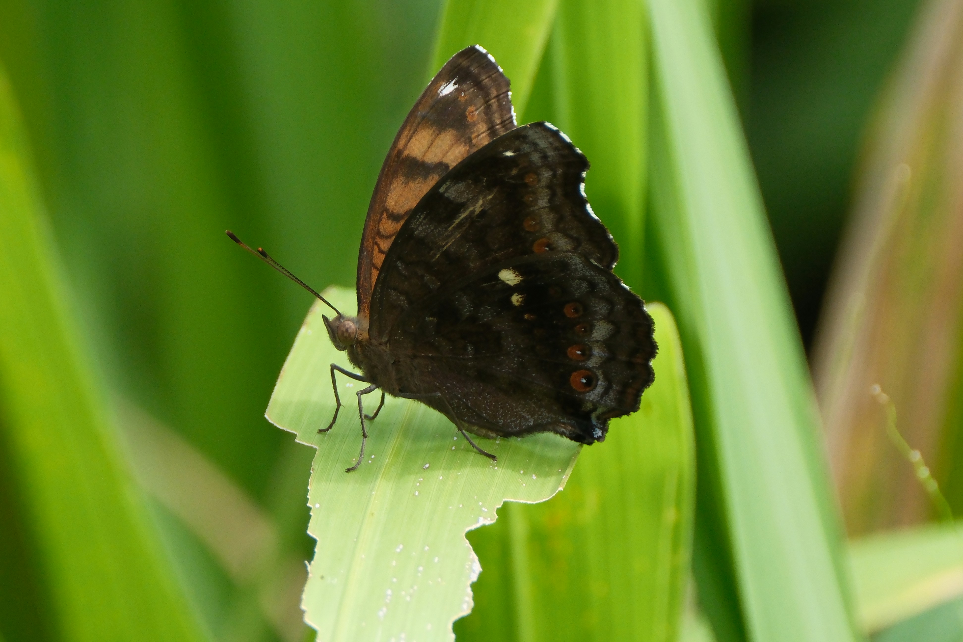 A dark brown butterfly rests on a green leaf.