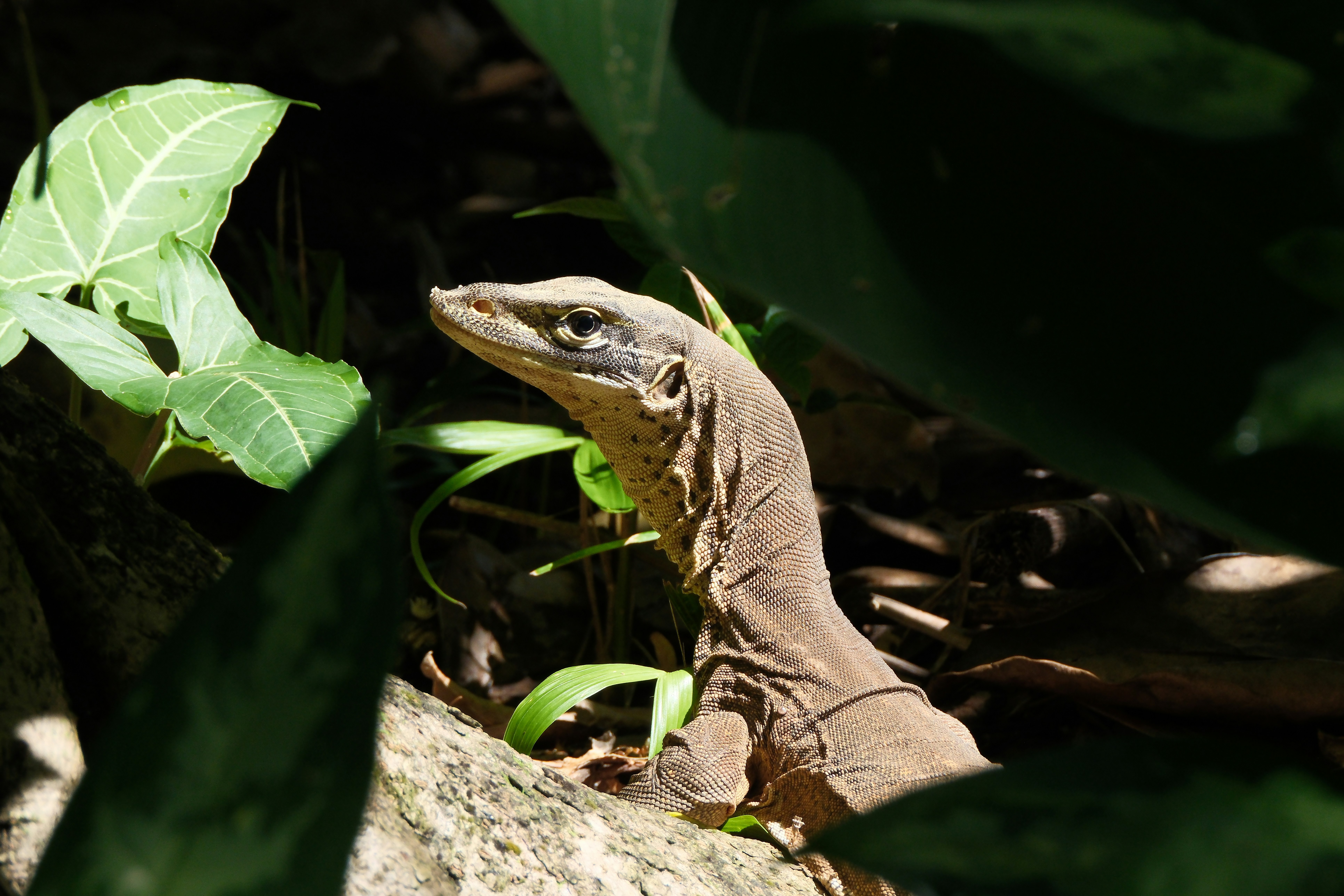 A monitor lizard peeking through lush green foliage.