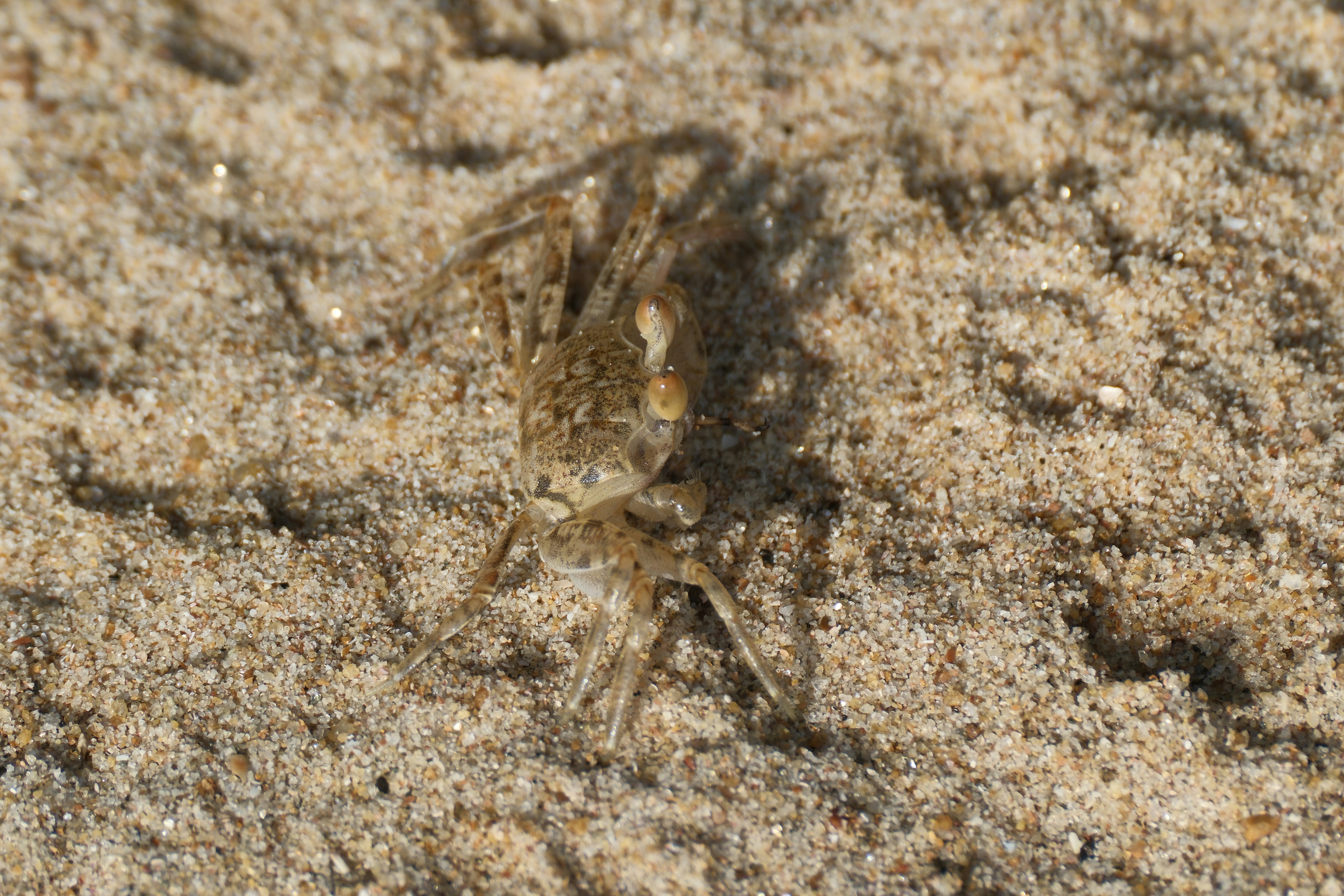 A small crab on sandy ground