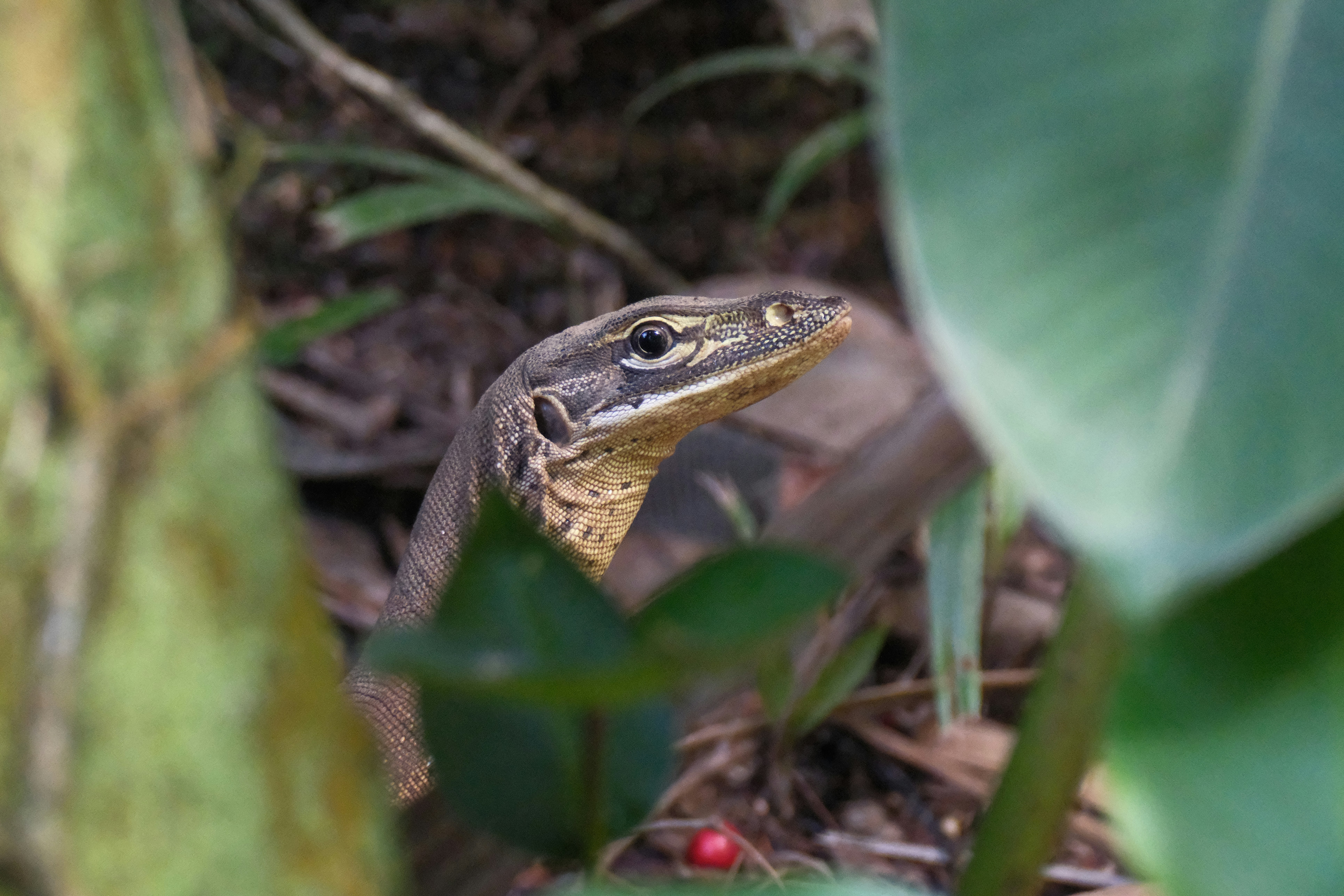 A lizard peeking through green leaves and foliage.