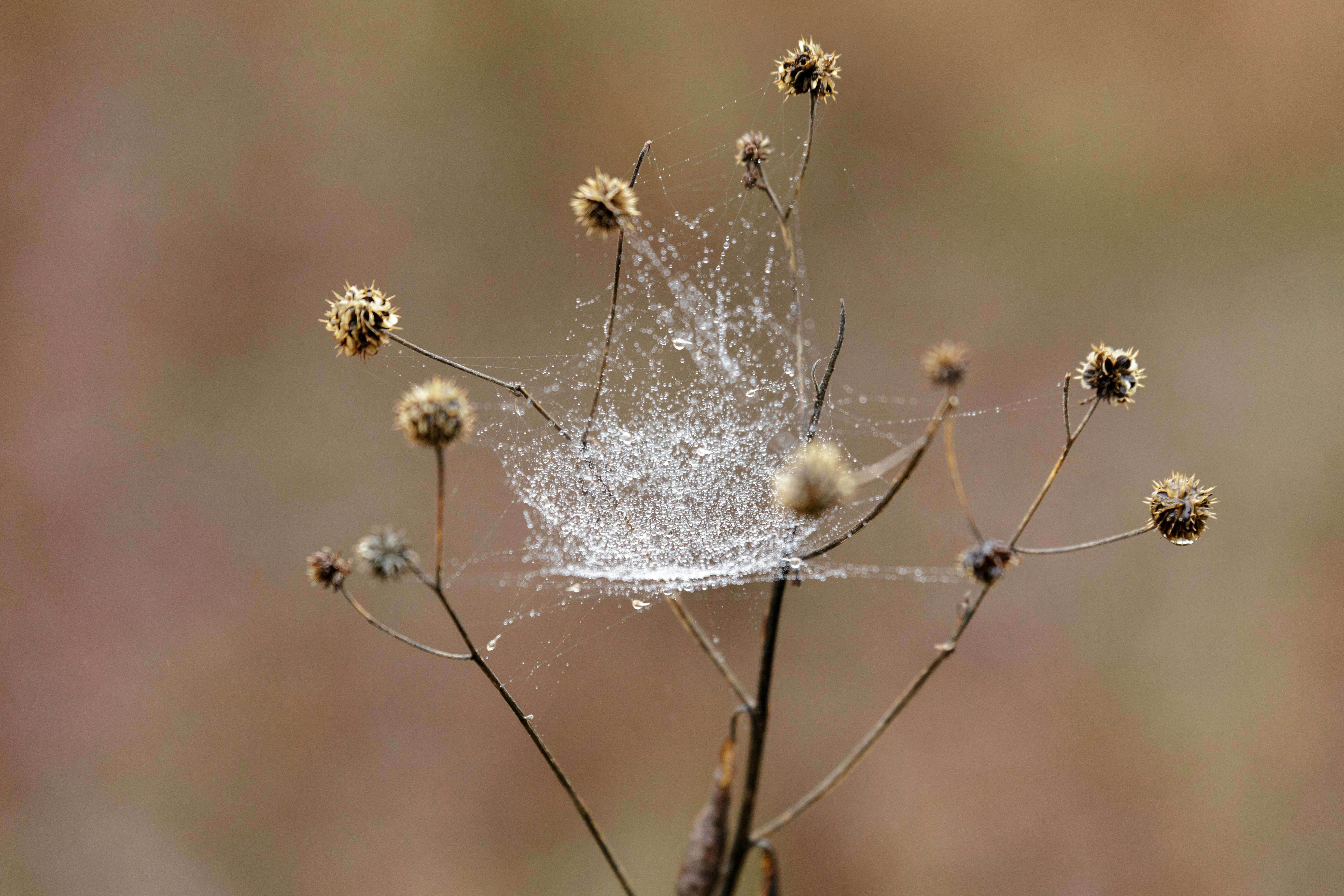 Dew drops on a spider web on a dry plant