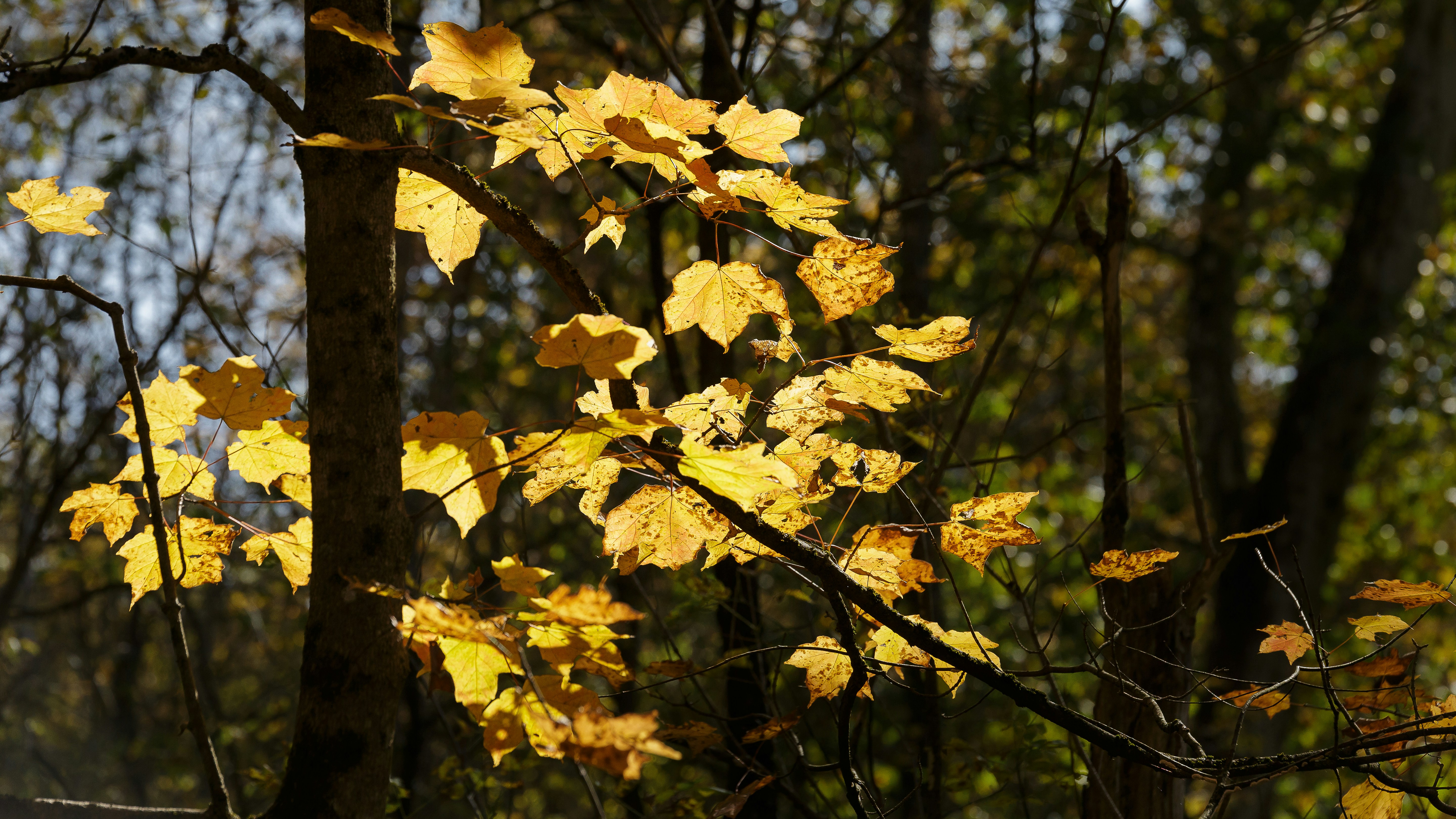 Golden autumn leaves illuminated by sunlight.