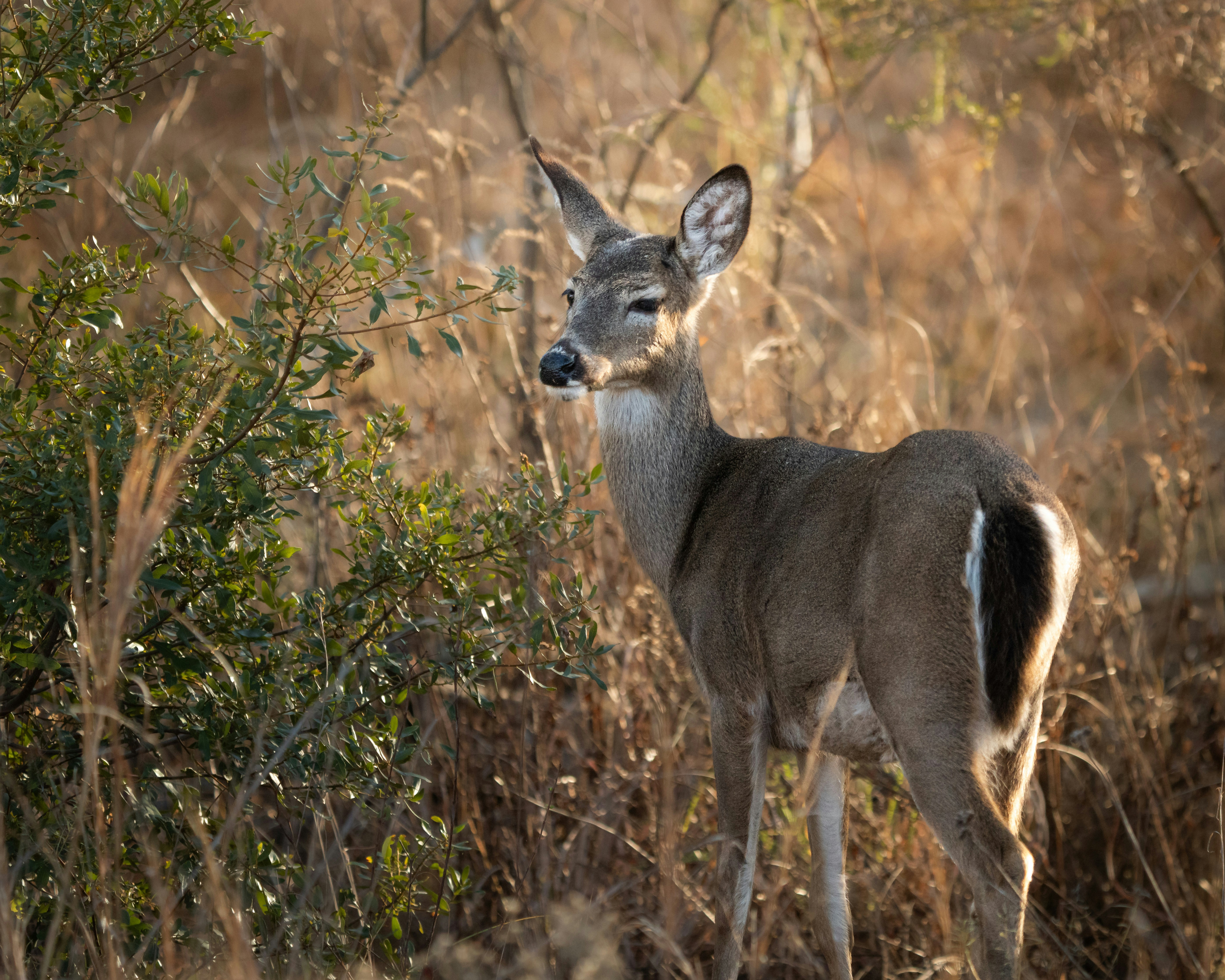 A deer stands alert in dry grass and brush.