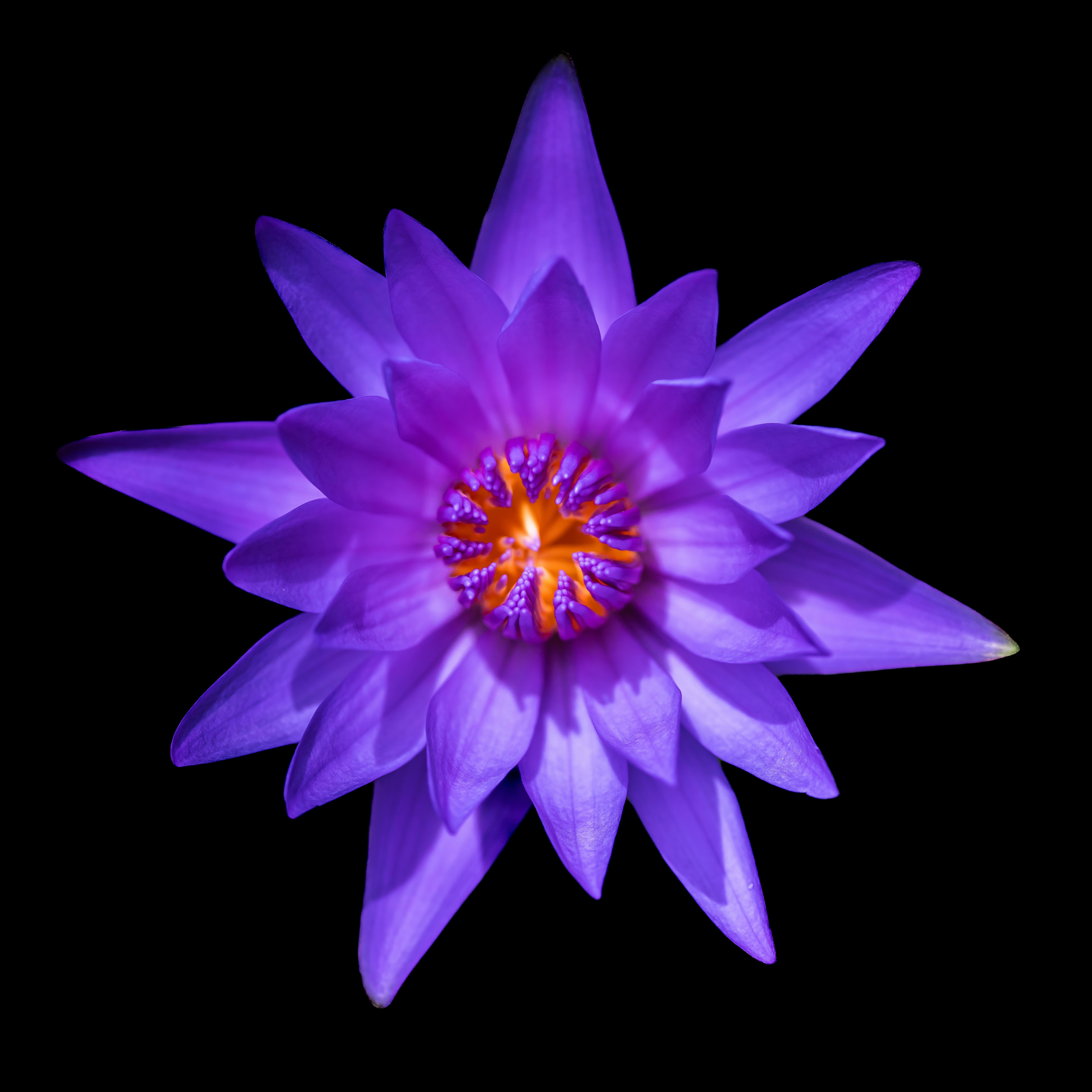 Photo by carolgauthier