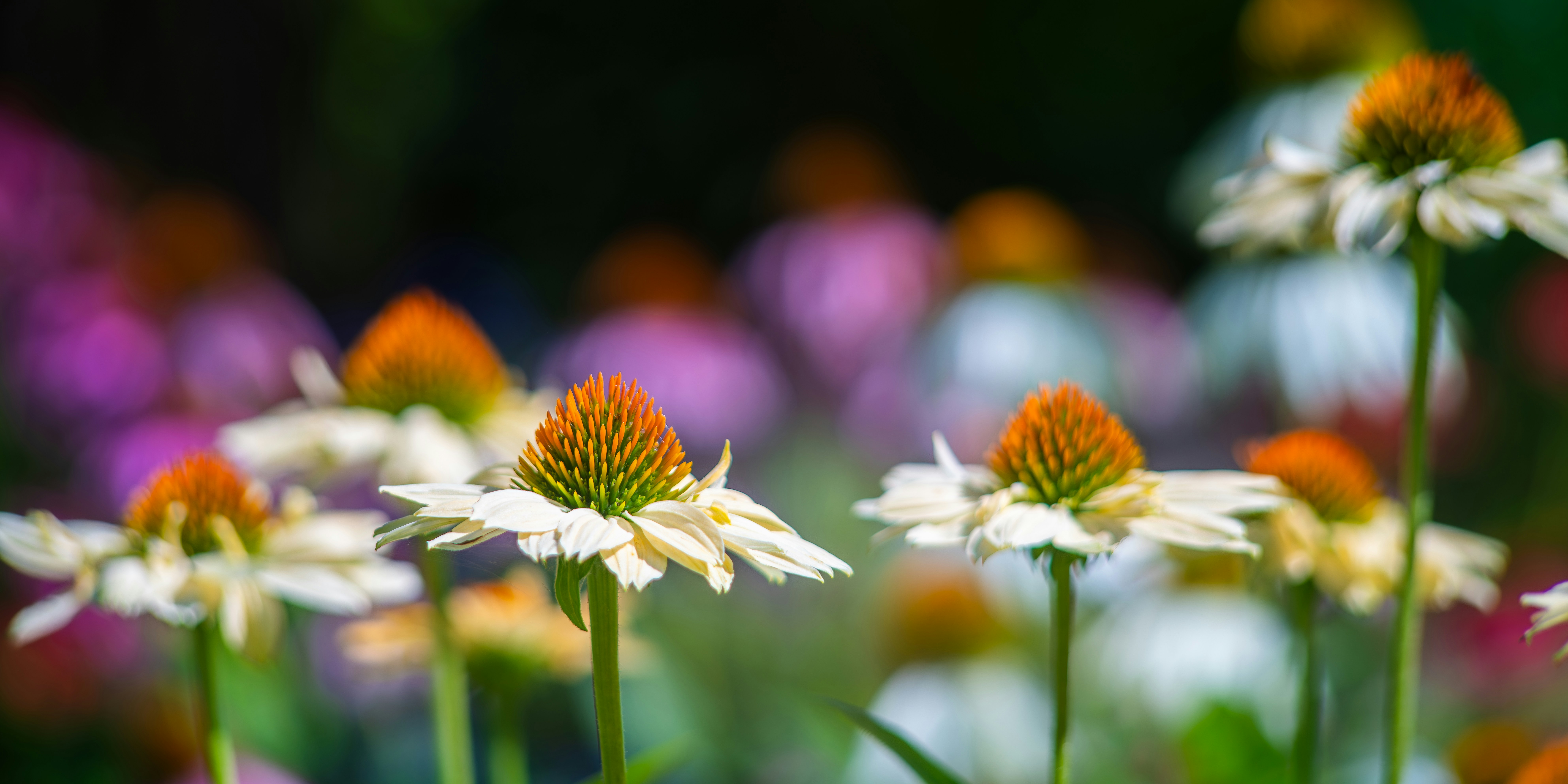 Photo by carolgauthier