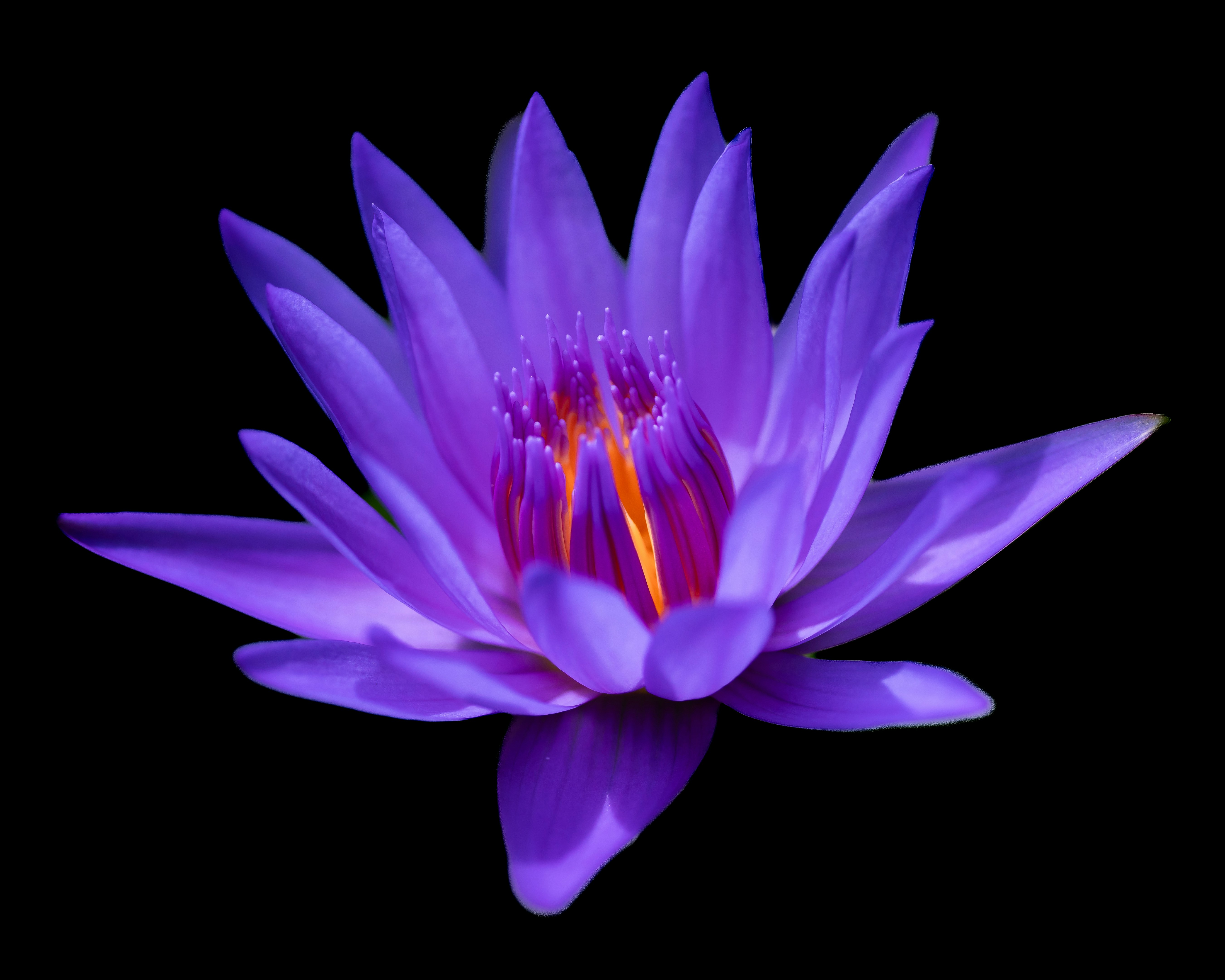 Photo by carolgauthier