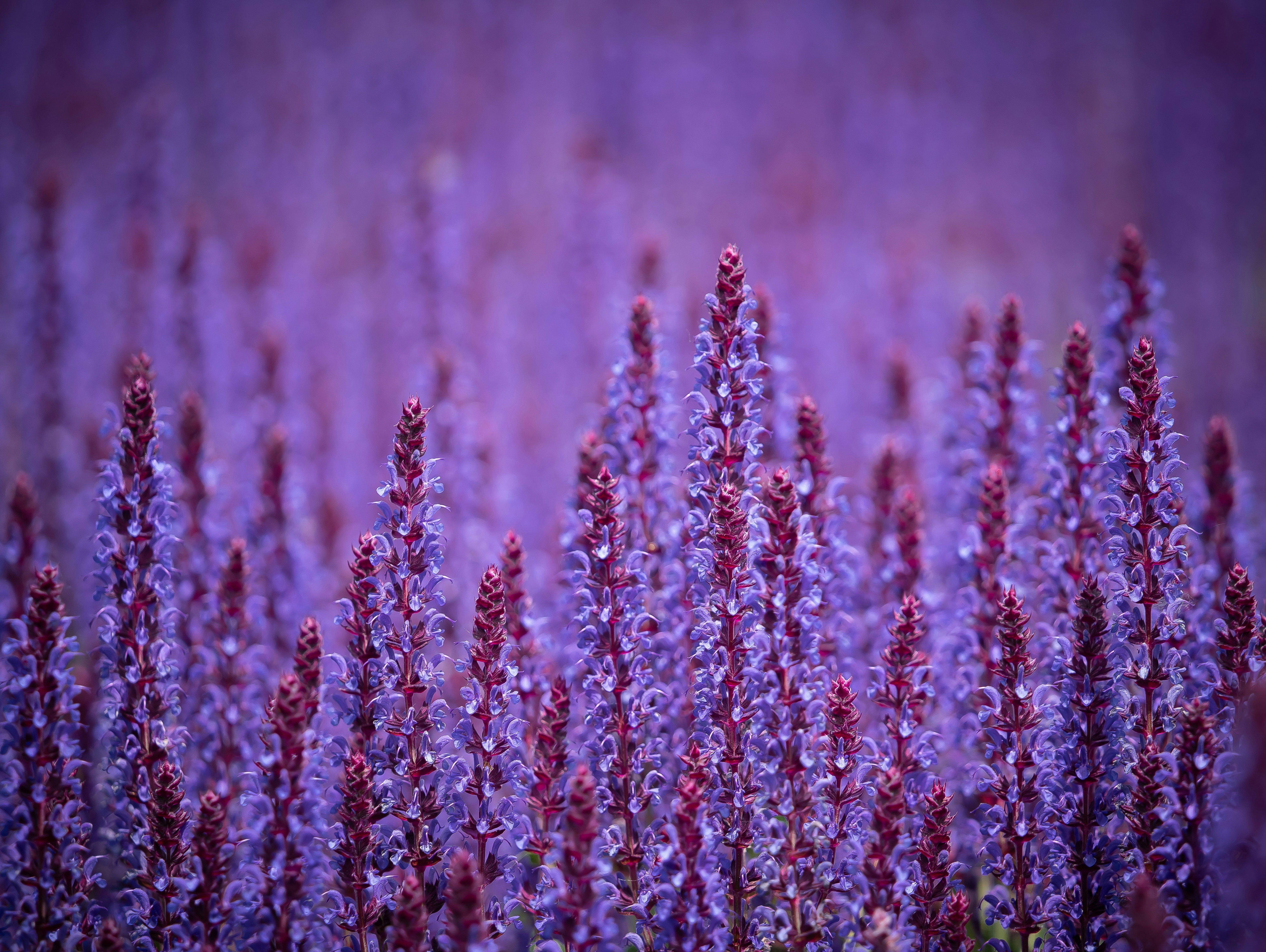 Photo by carolgauthier