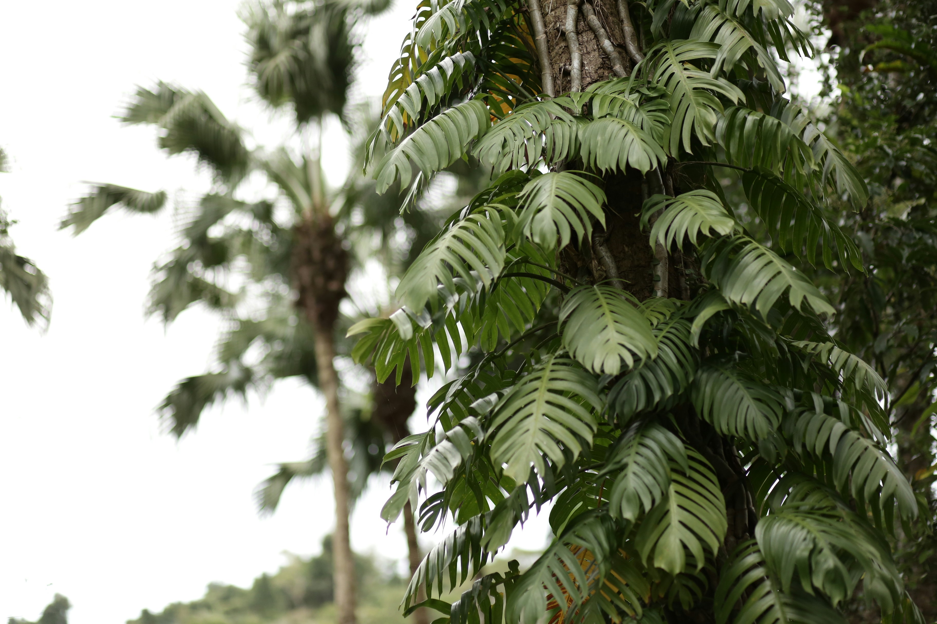 大きな葉を持つつるが木の幹に生えている