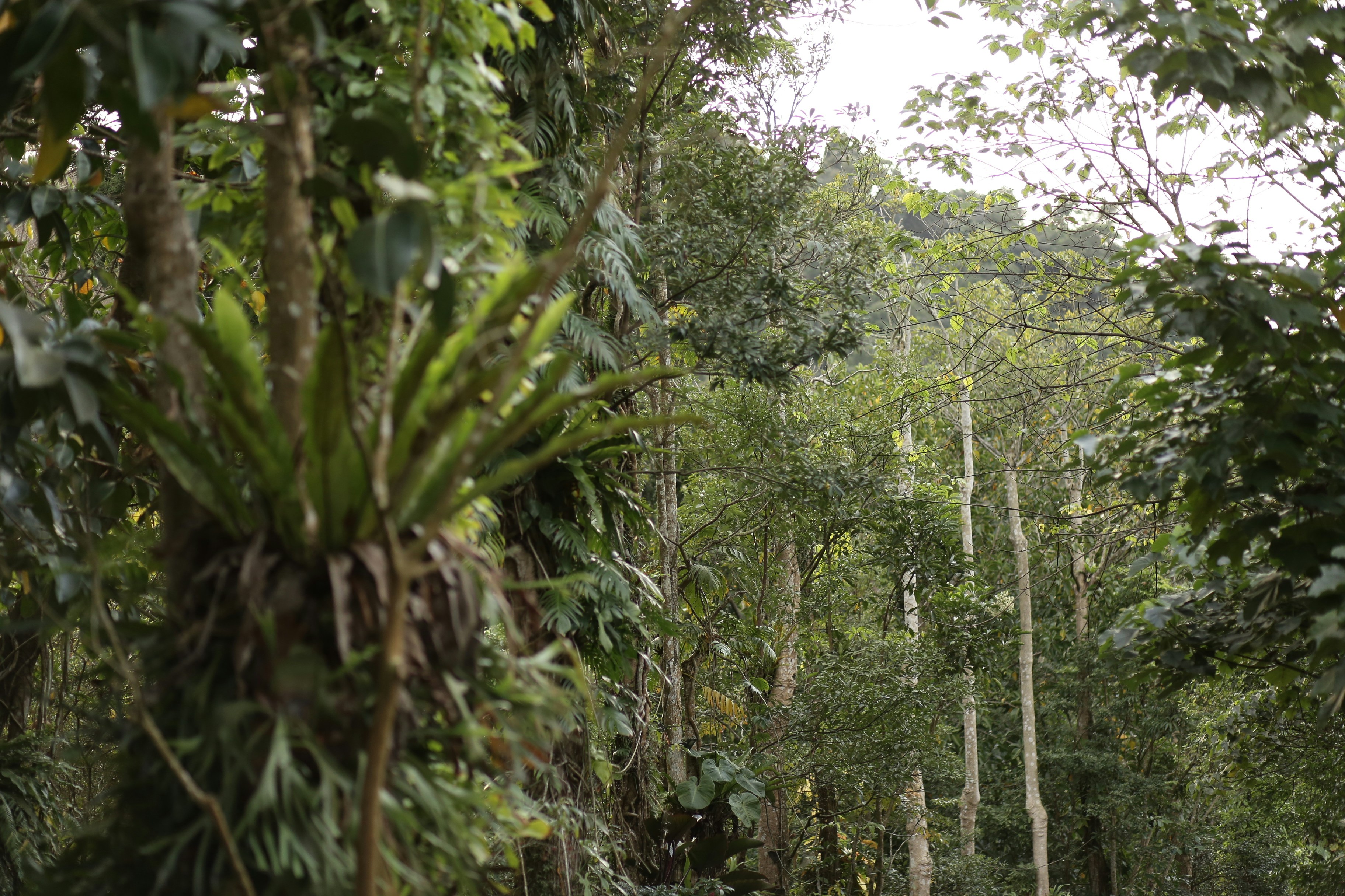 Lush green forest with tall trees and dense foliage.
