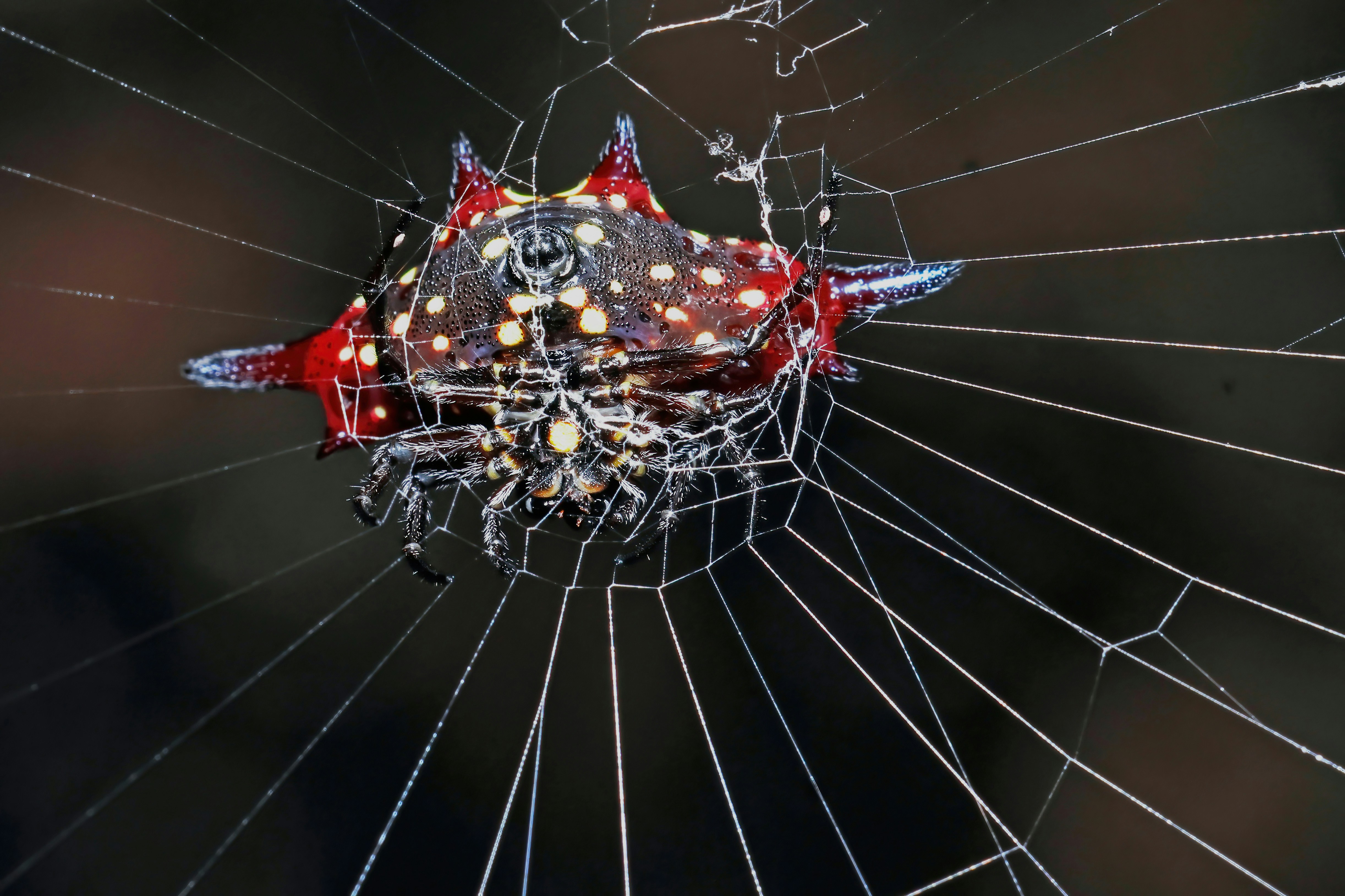 Spiny orb-weaver spider on its web