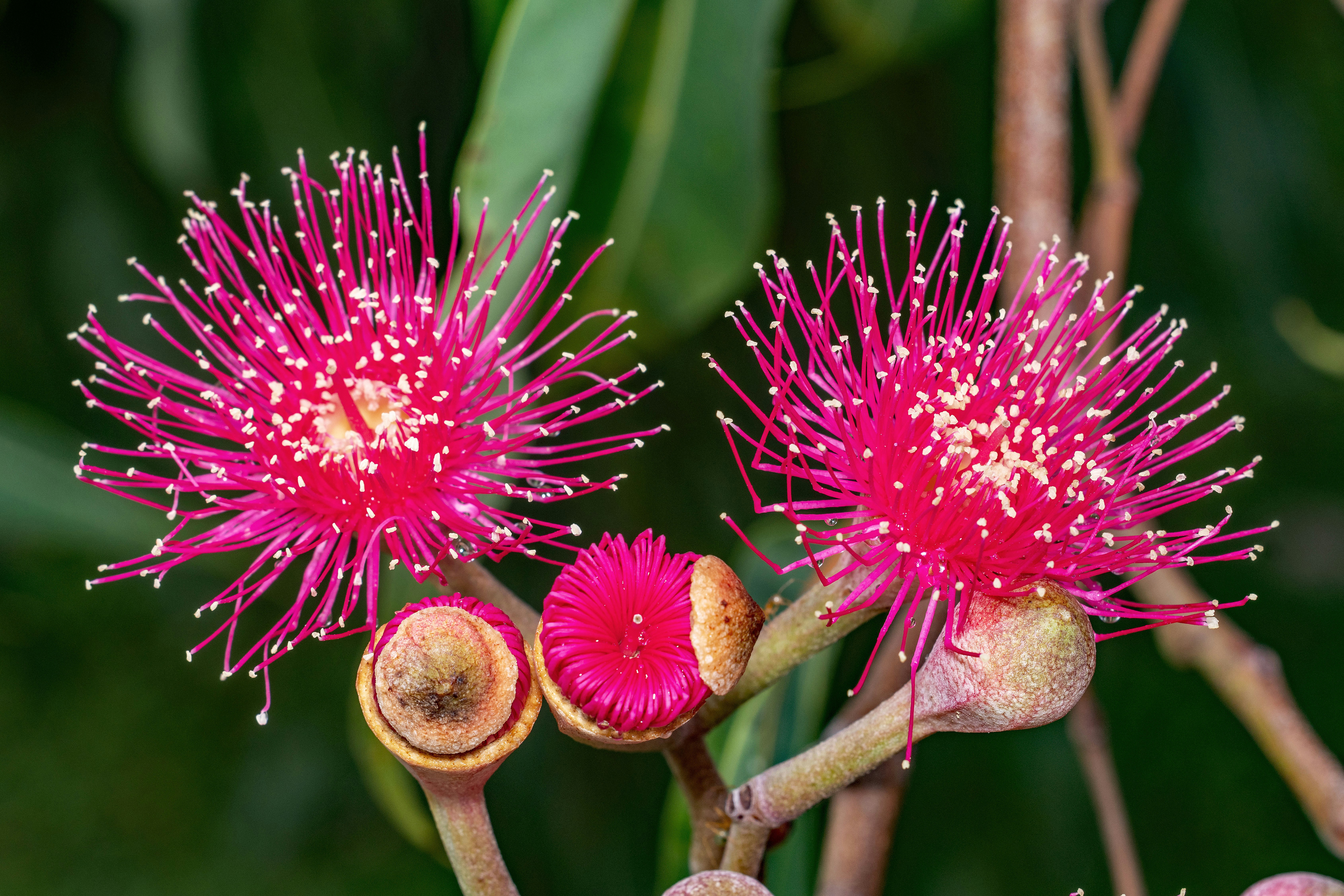Two vibrant pink eucalyptus flowers with buds.