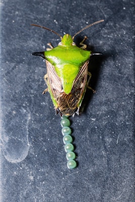 Best Pickleball Bags 2026: Backpack vs Sling vs Duffel