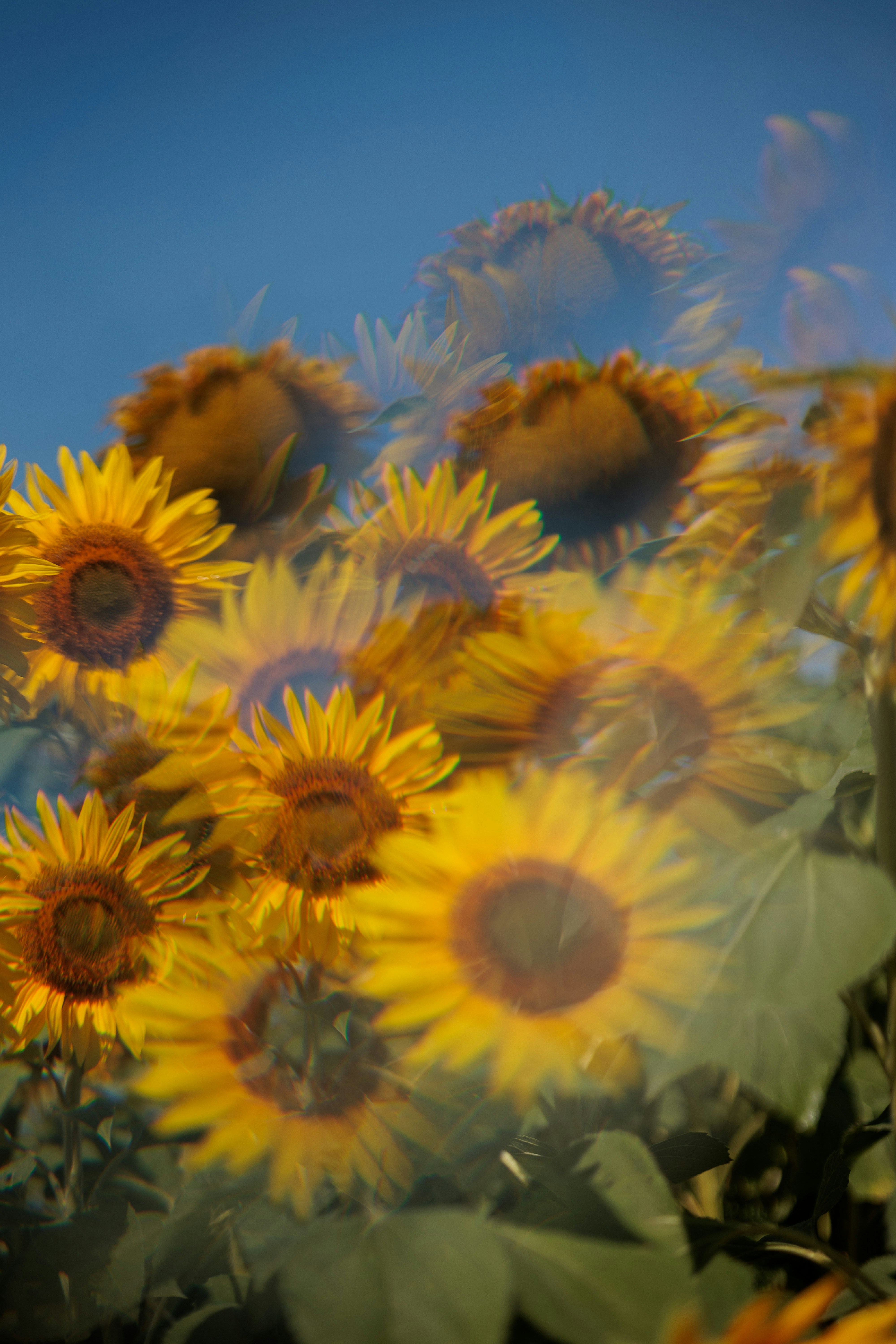 Ein Feld voller Sonnenblumen unter klarem blauen Himmel.