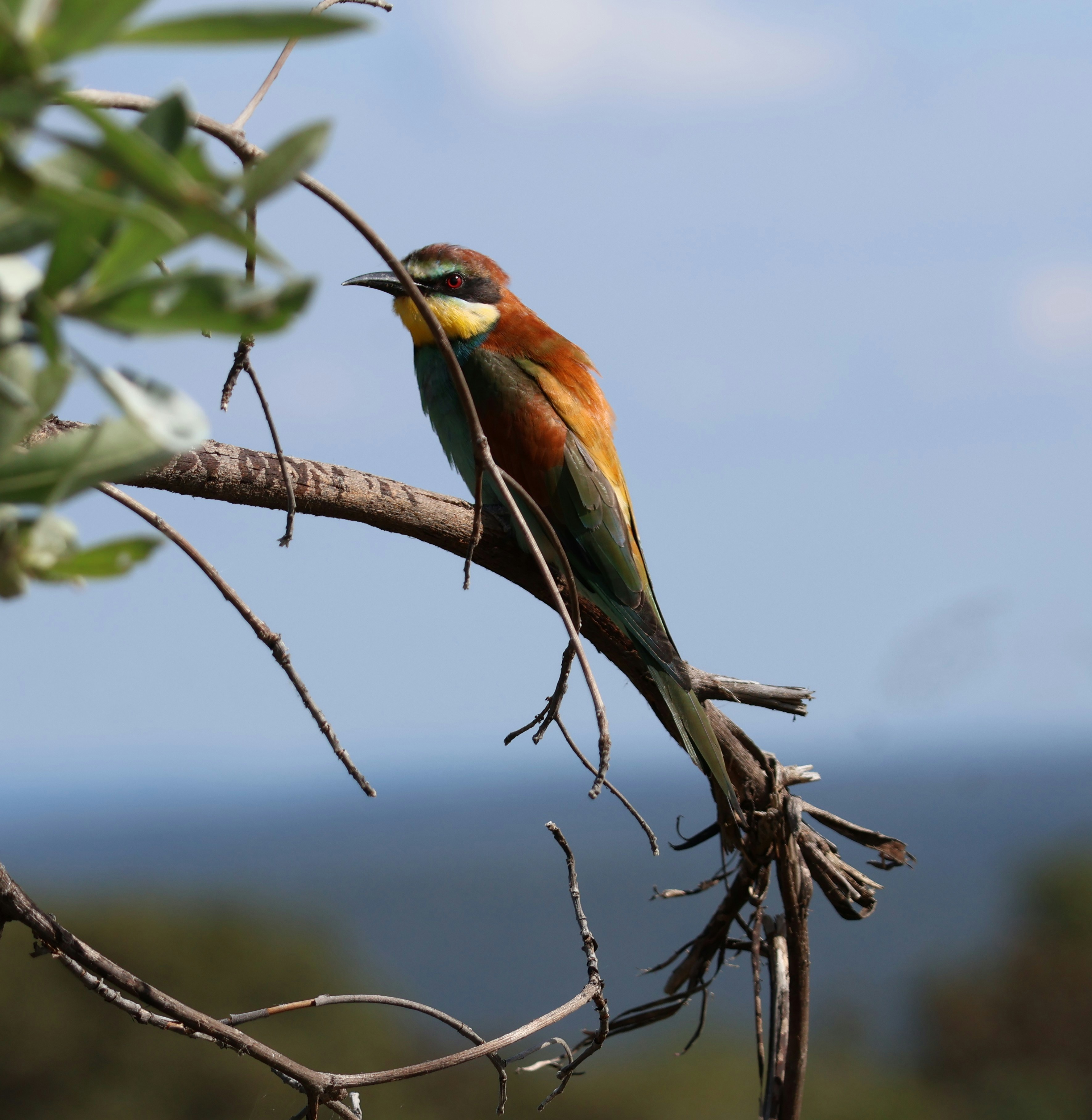 A colorful bee-eater bird perched on a branch.
