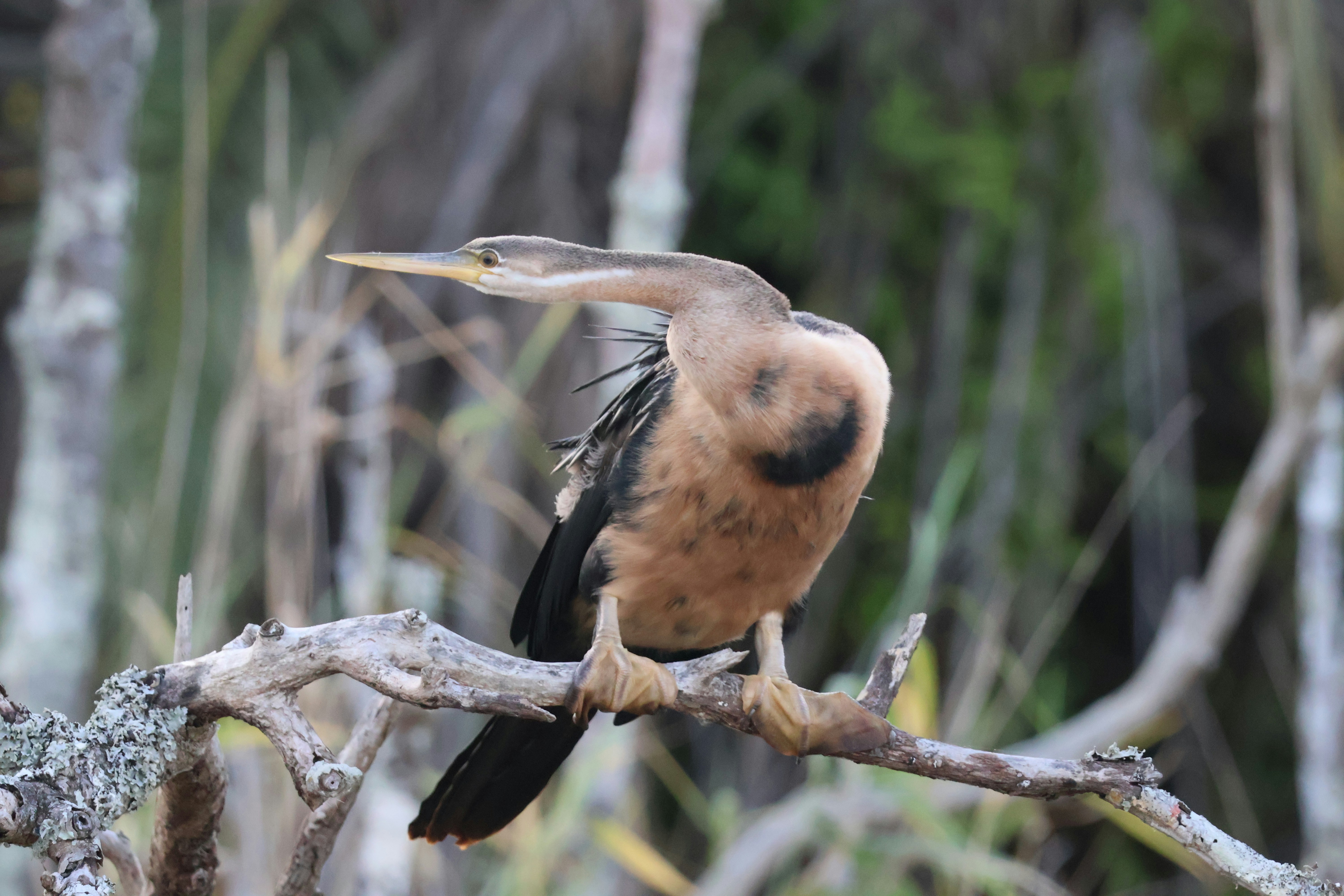 A bird perched on a branch in a wetland.