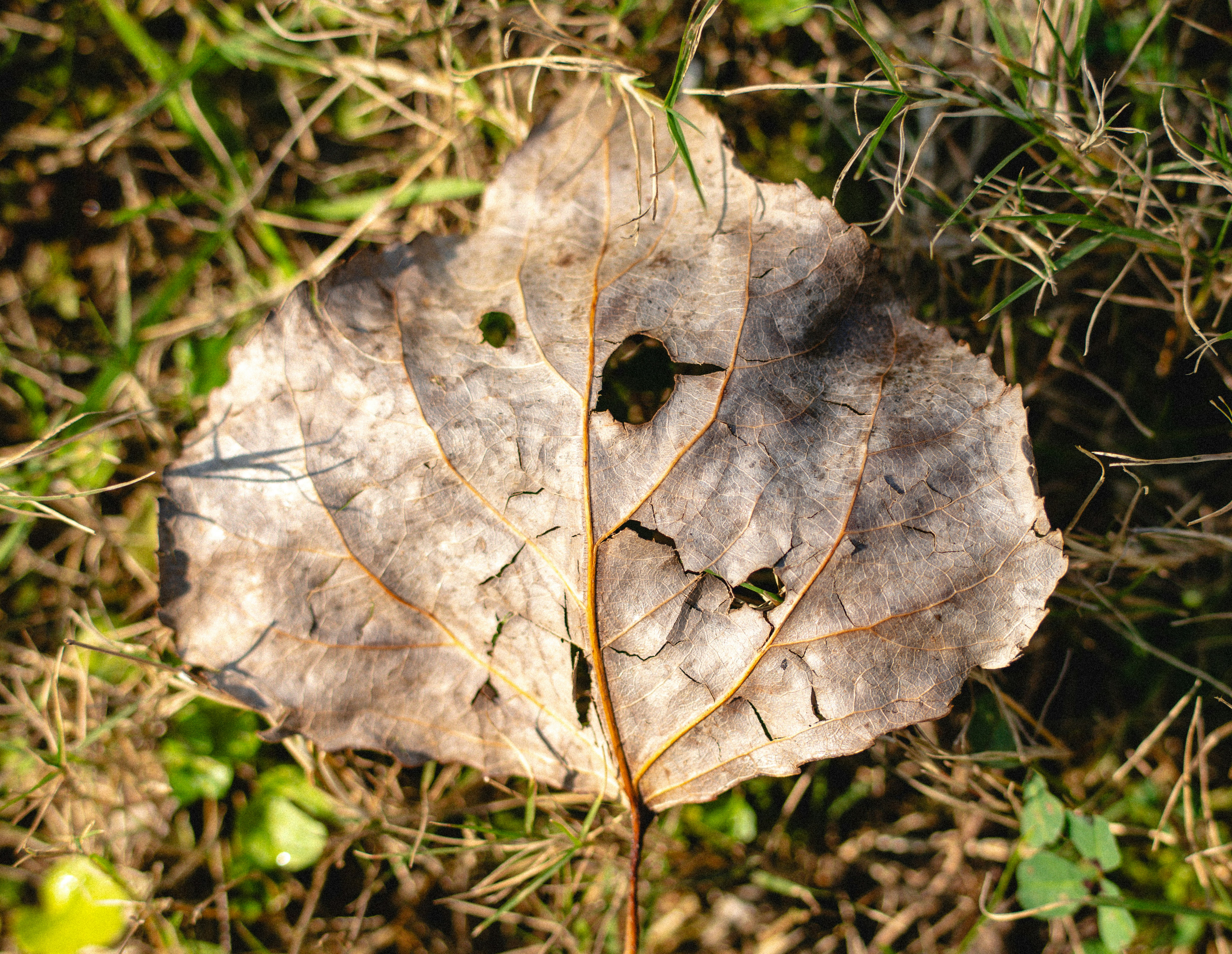 A single dry leaf rests on grass.