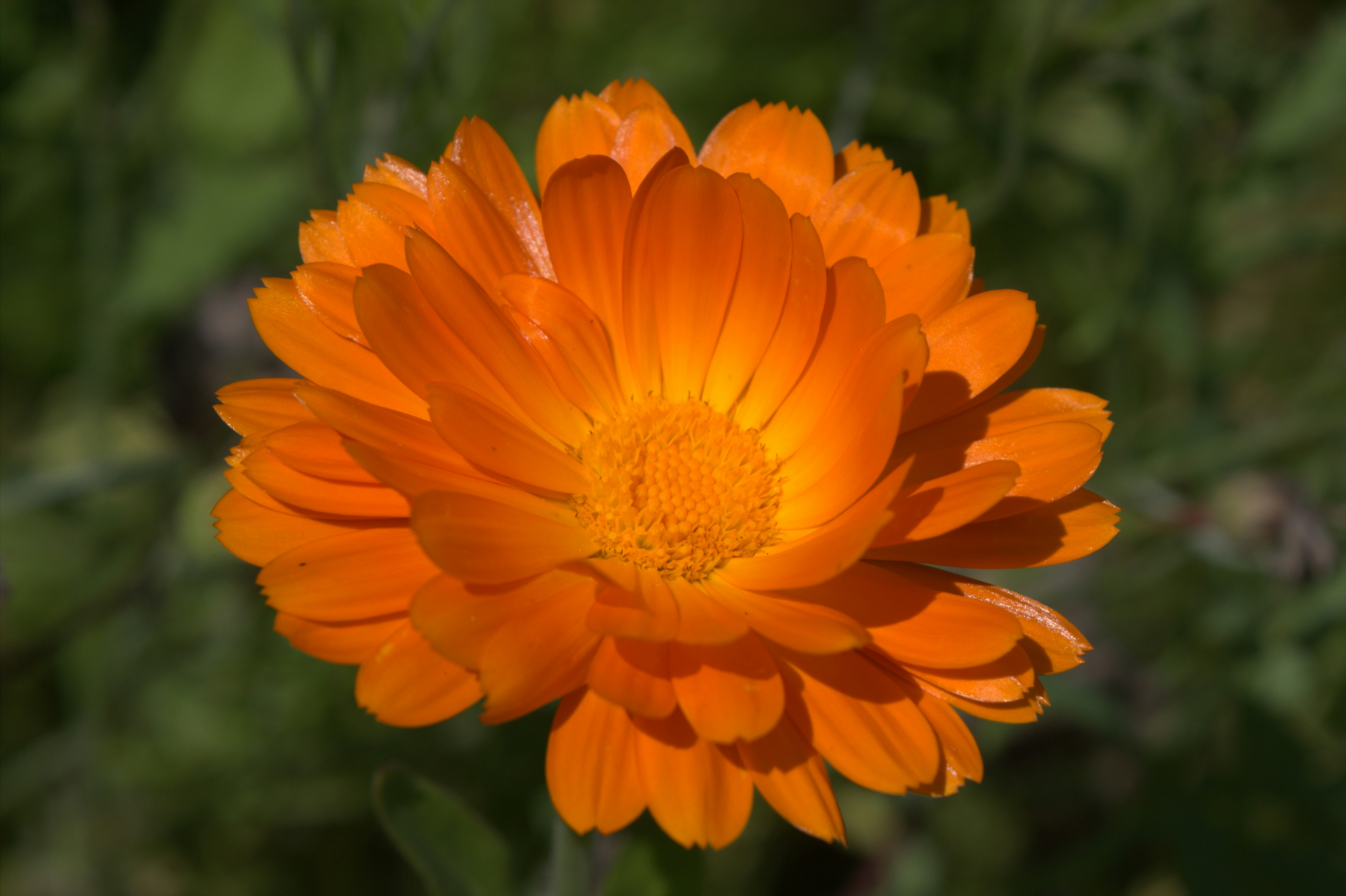 Photo by scottsalchemy