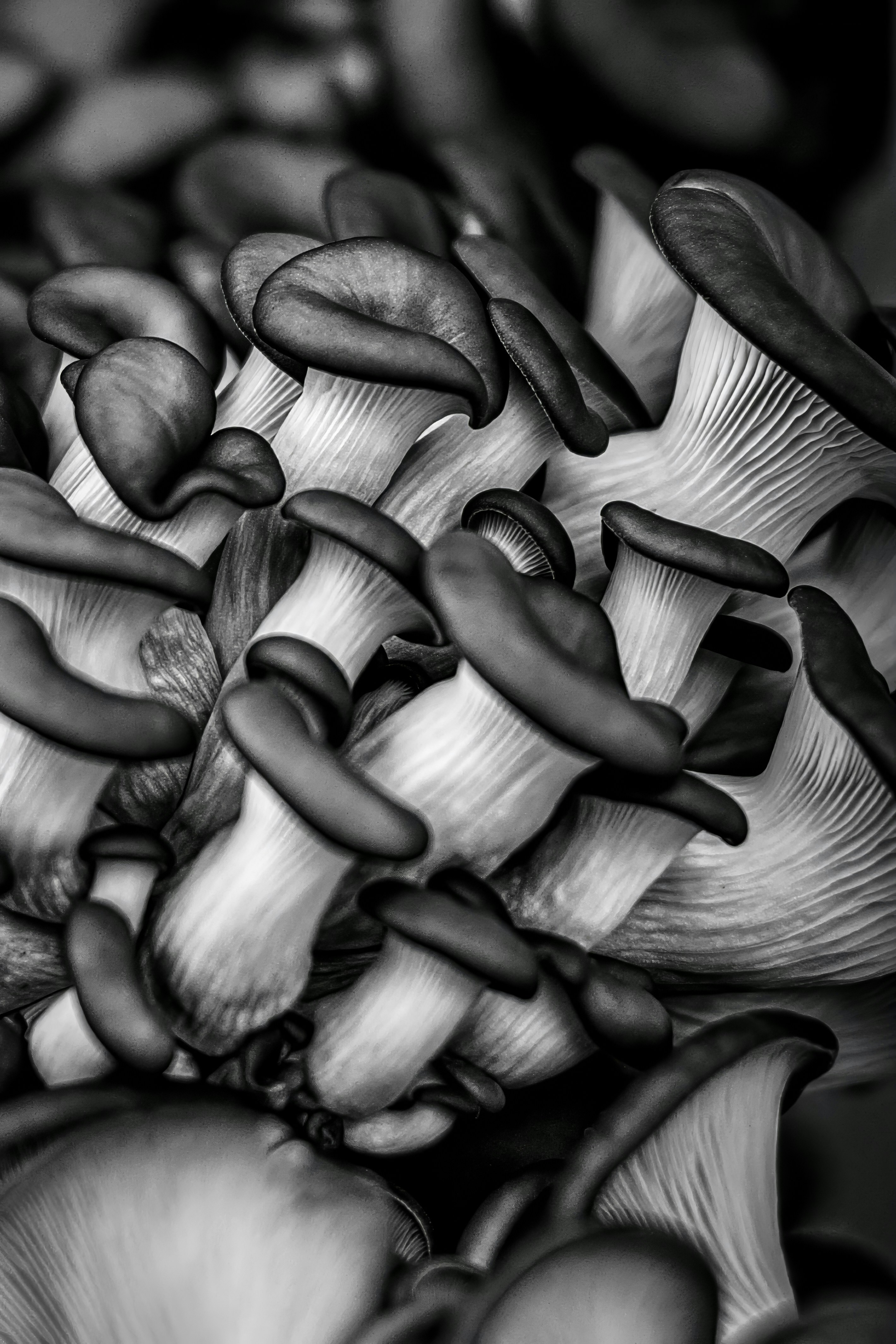 A close-up of a cluster of oyster mushrooms.