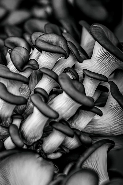 The Fungi Kingdom: Understanding Mushroom Varieties