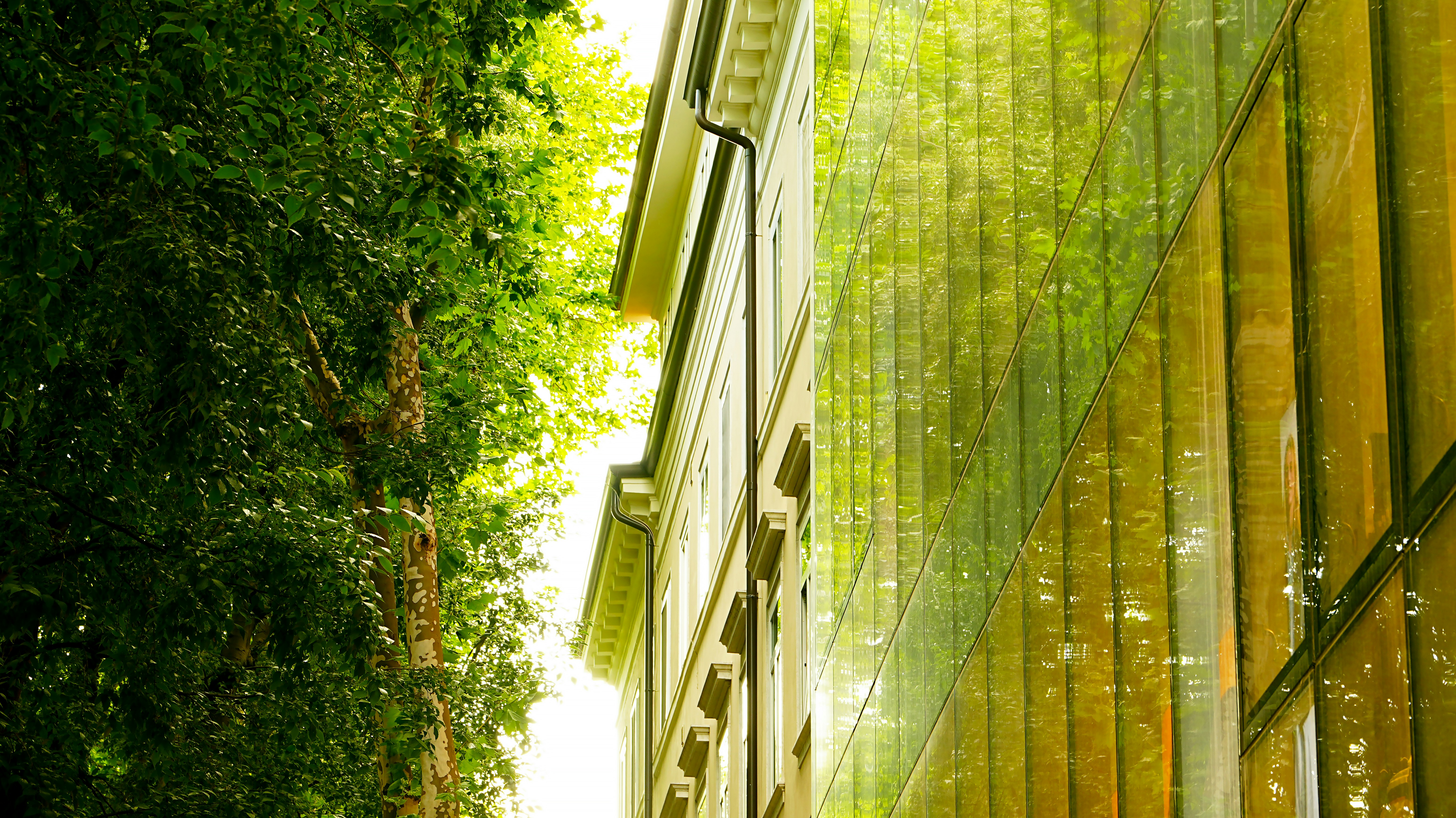 Moderne Gebäudefassade mit üppig grünen Bäumen und Spiegelungen