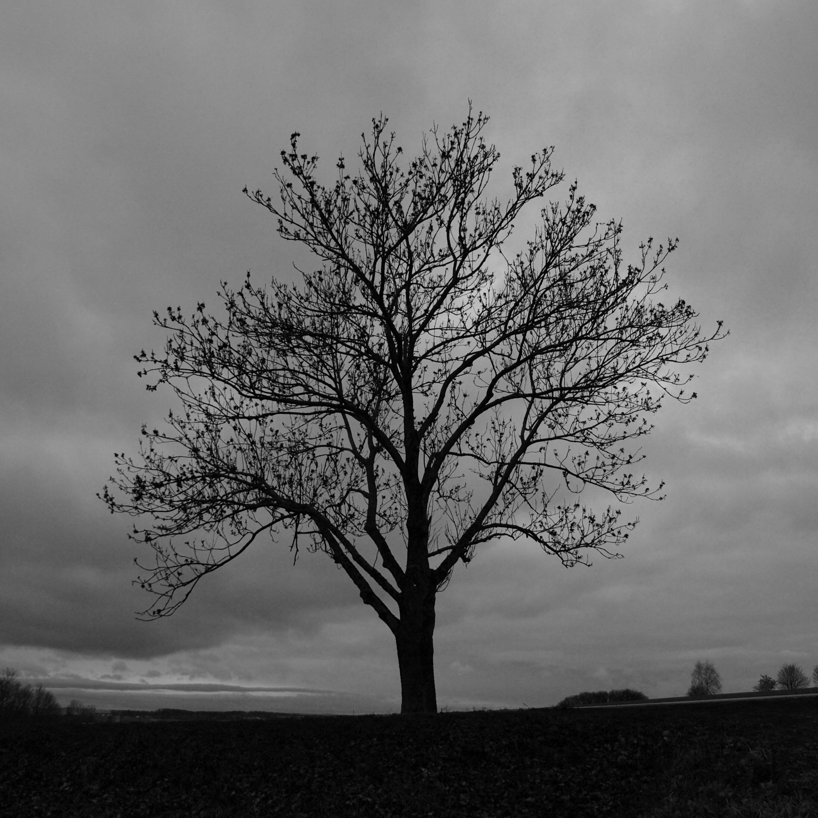 A solitary tree stands against a cloudy sky.