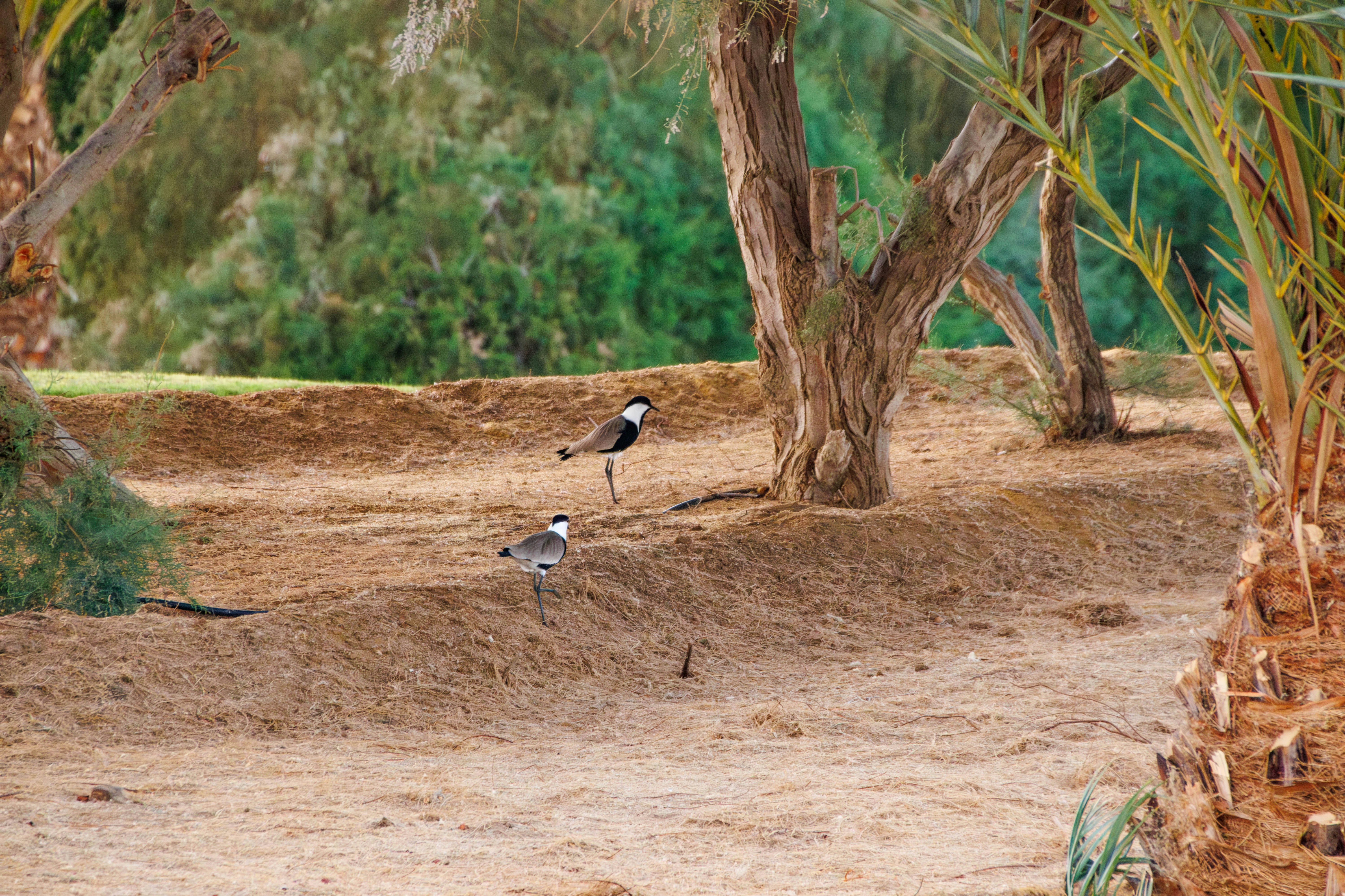 Two birds stand on dry ground near trees