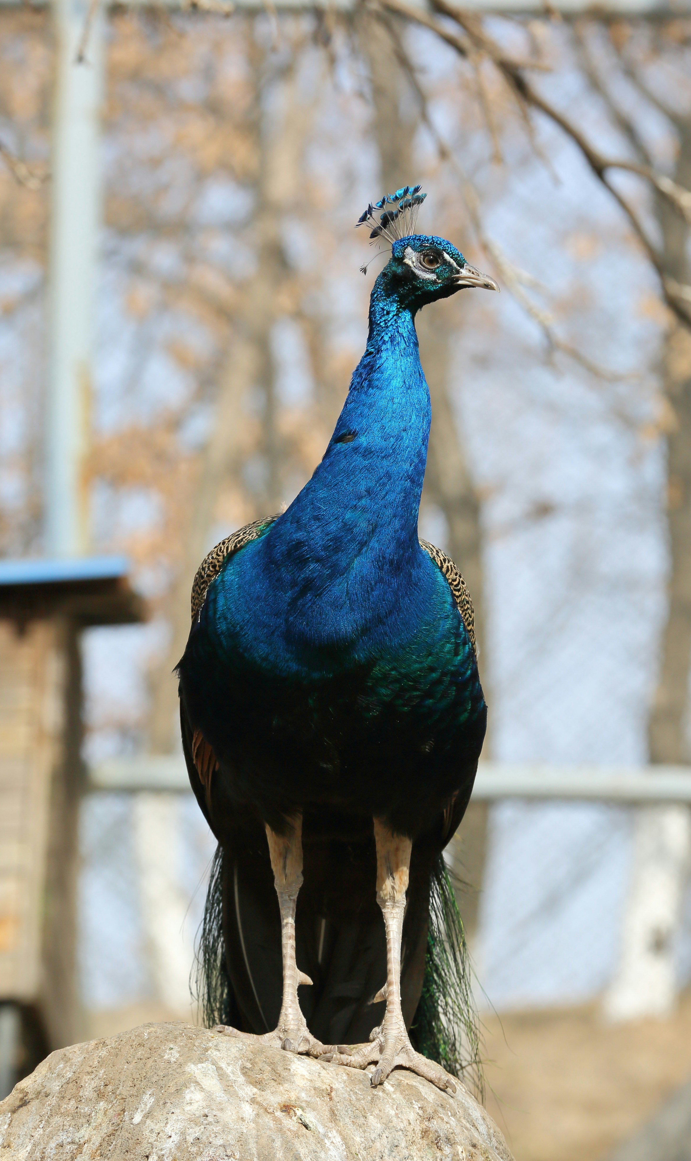A proud peacock stands tall on a rock.