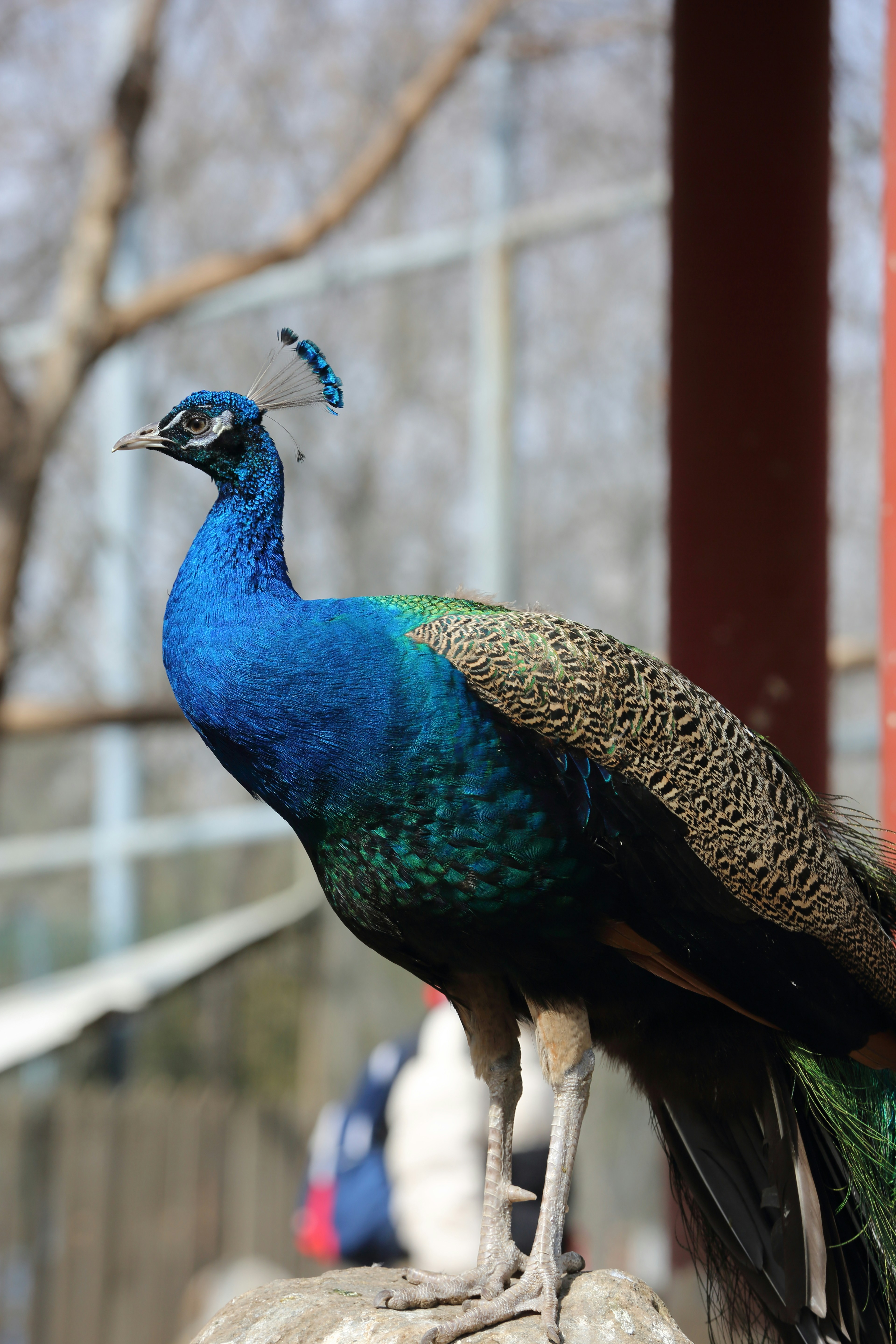 A vibrant peacock stands proudly on a rock.