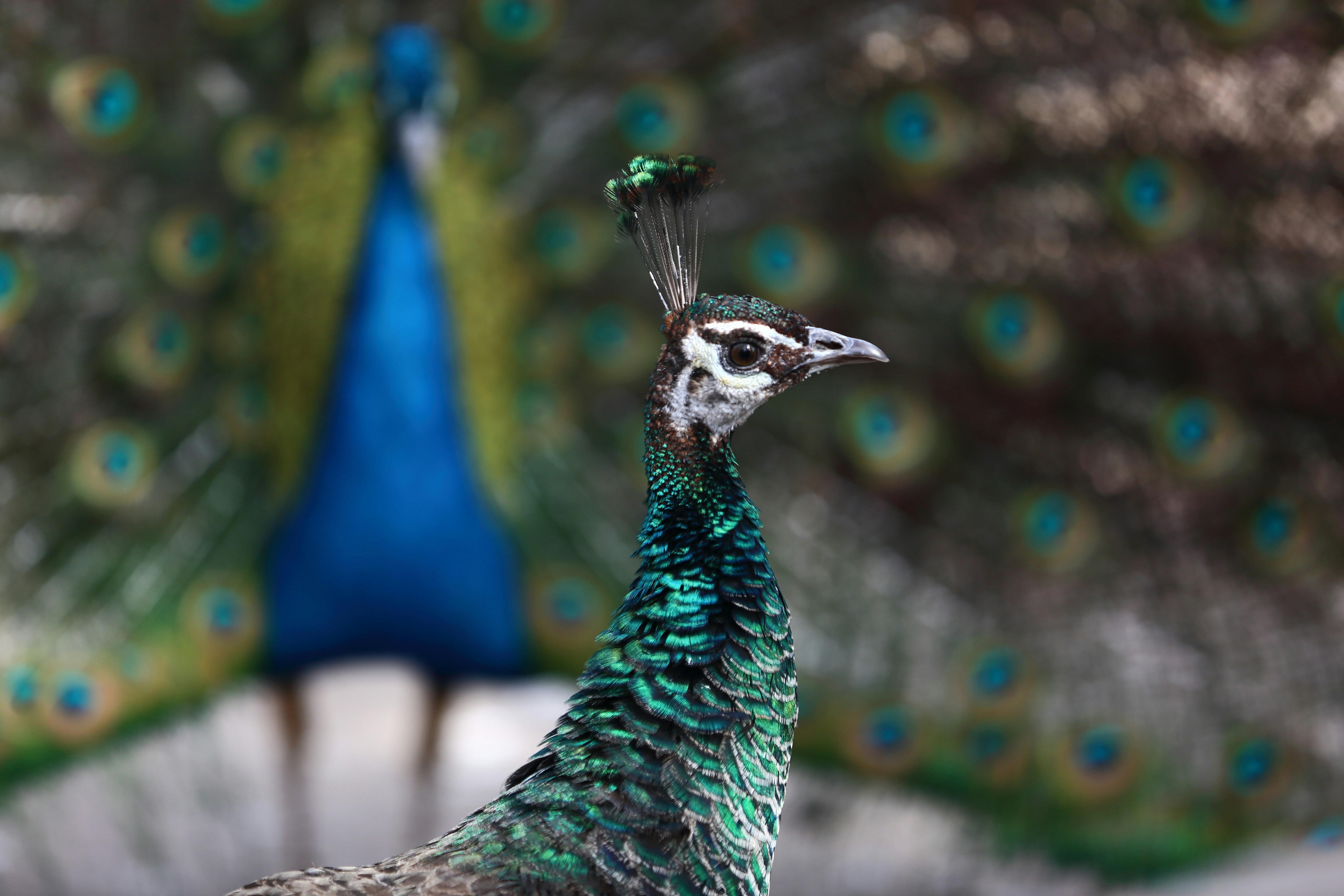 A peacock displays its colorful feathers with another peacock behind.