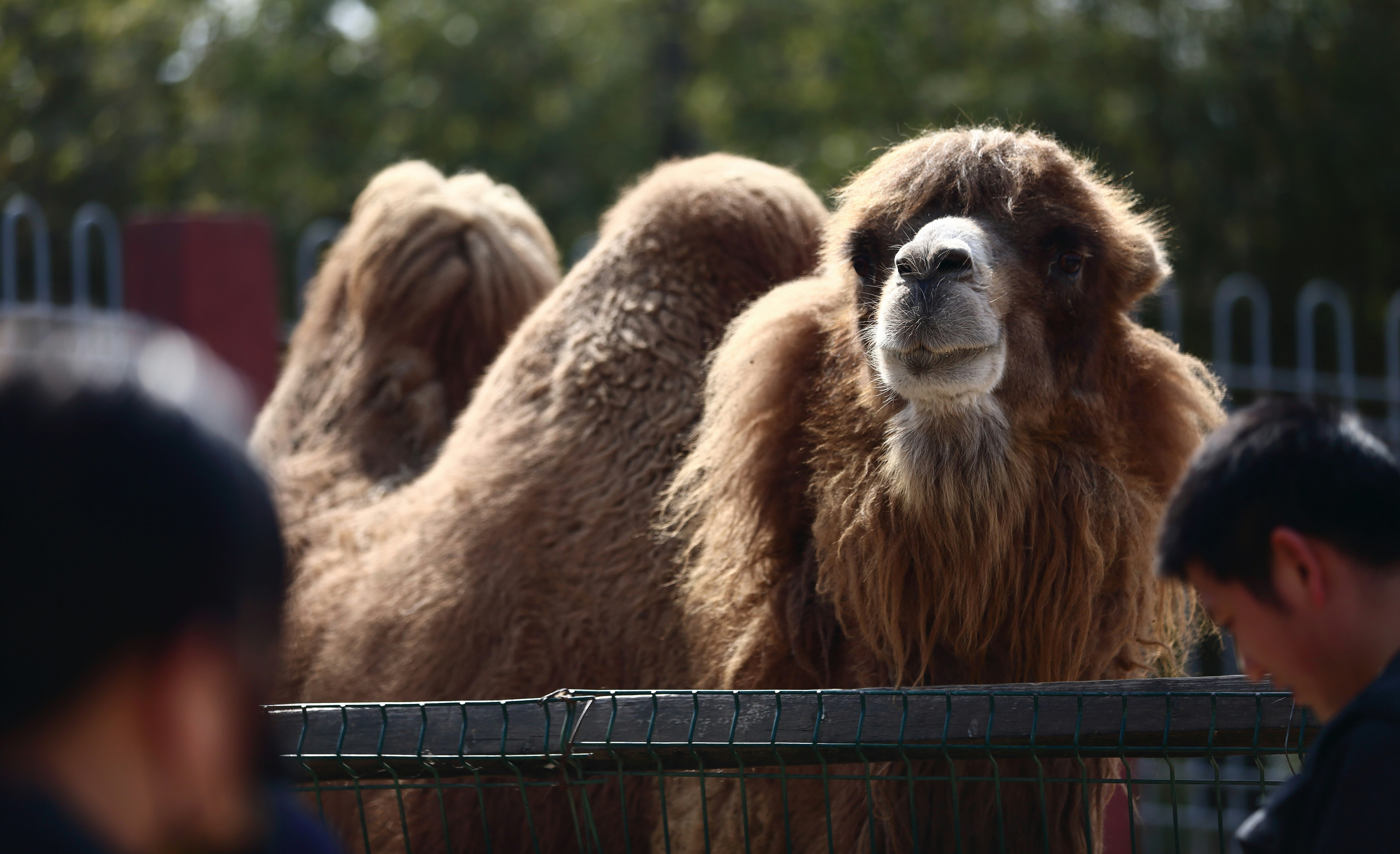 A fluffy camel with two humps looks at the camera.