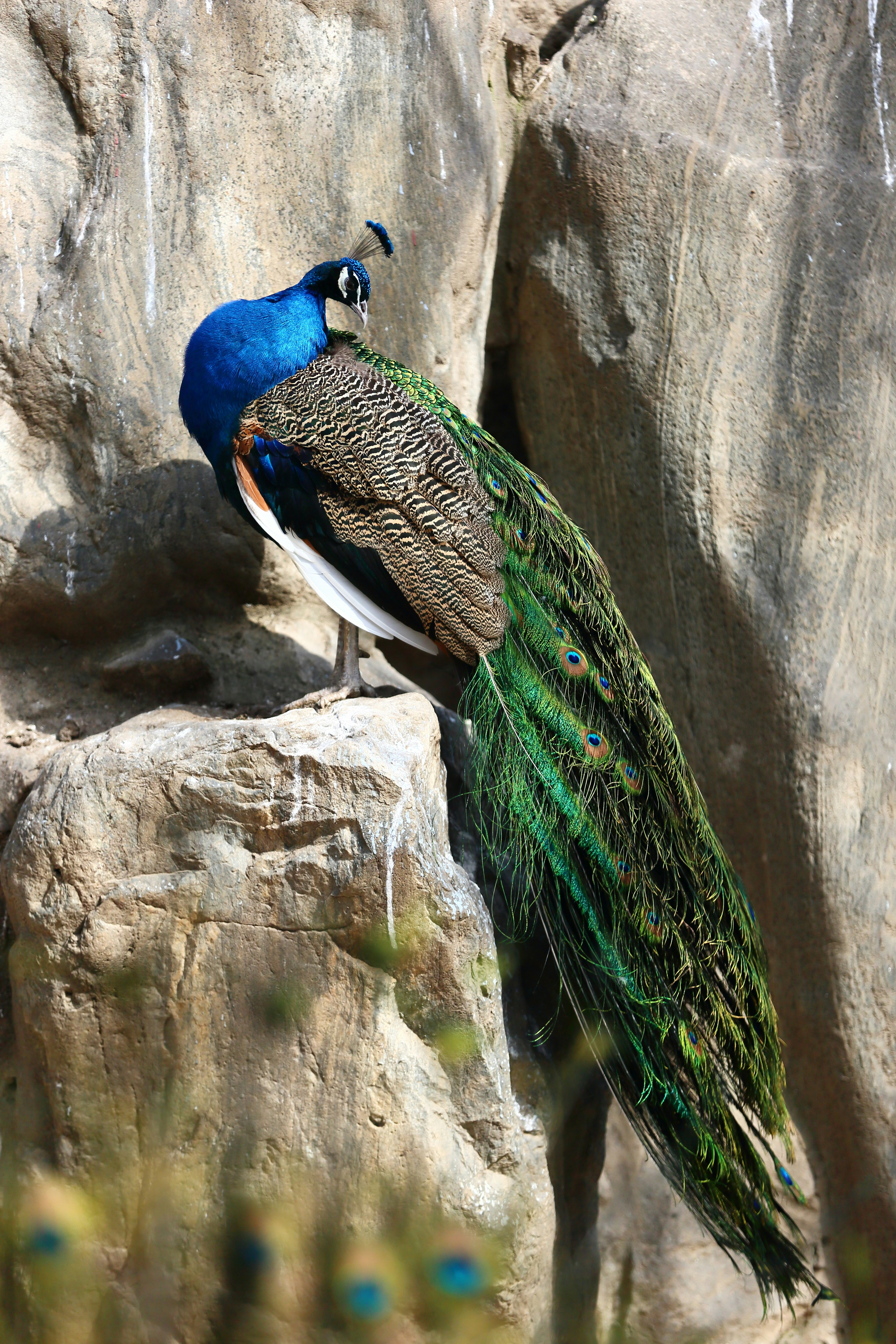 A peacock perched on a rocky ledge