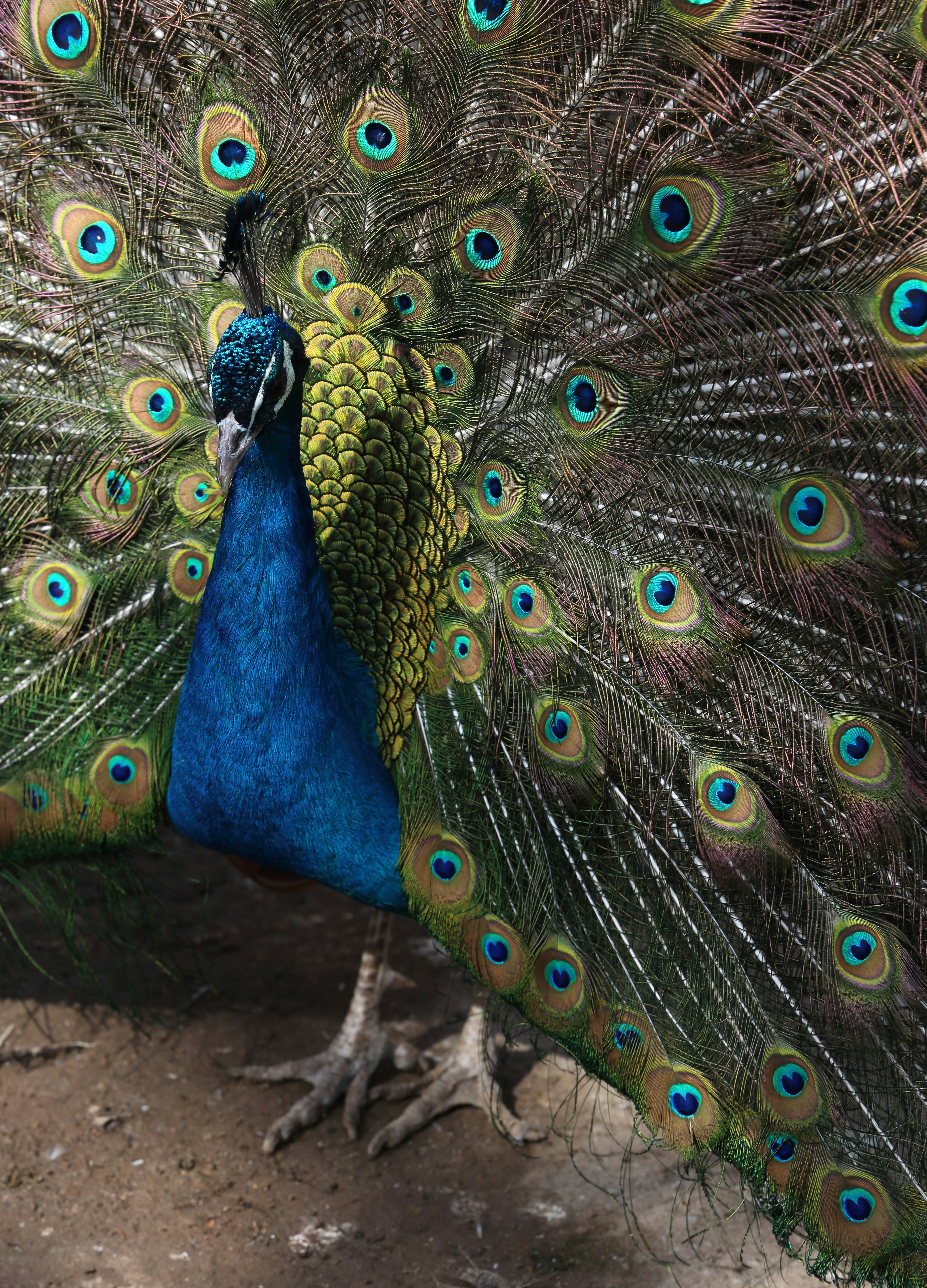 A peacock displaying its vibrant, iridescent tail feathers.