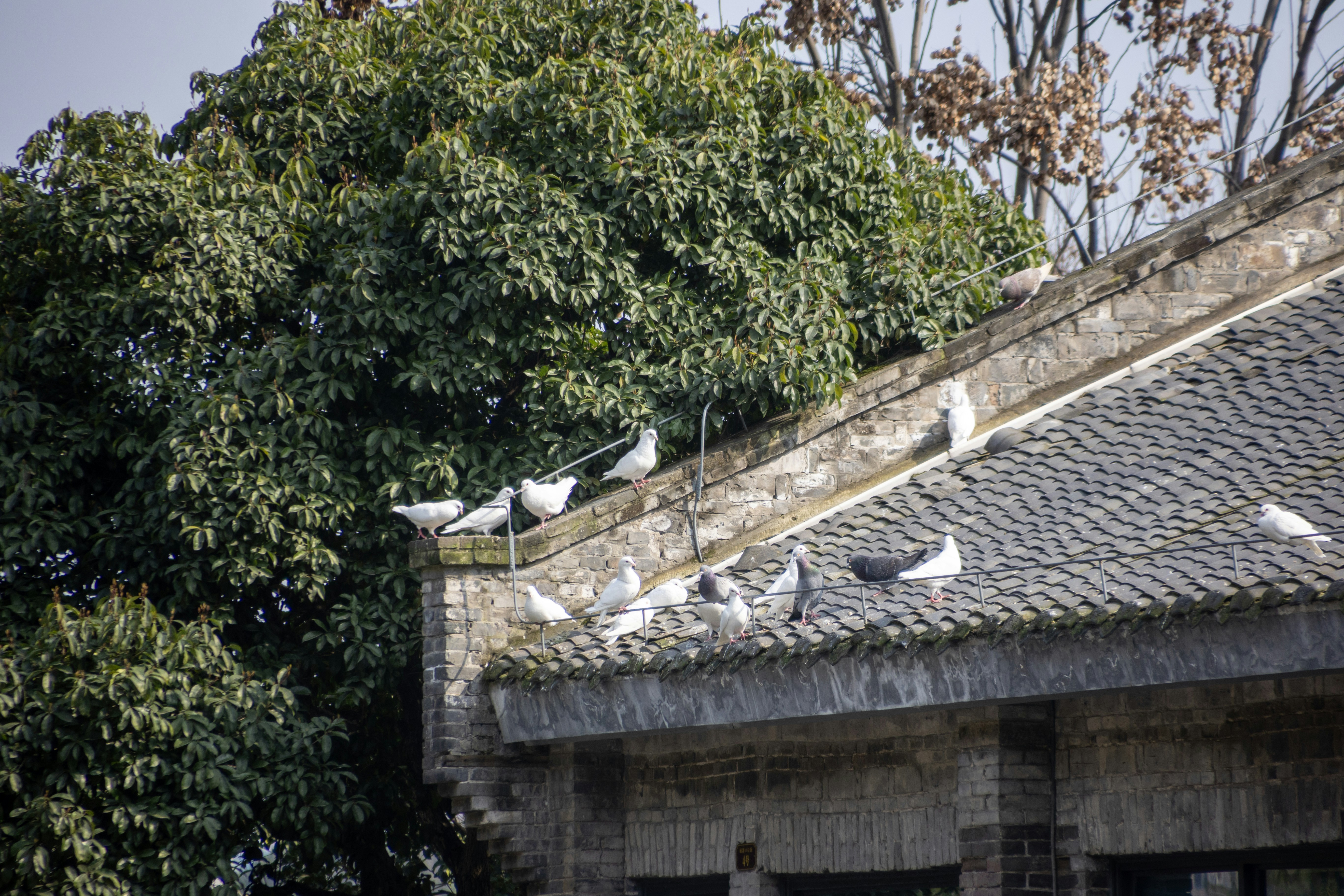 Pigeons resting on a tiled roof near trees
