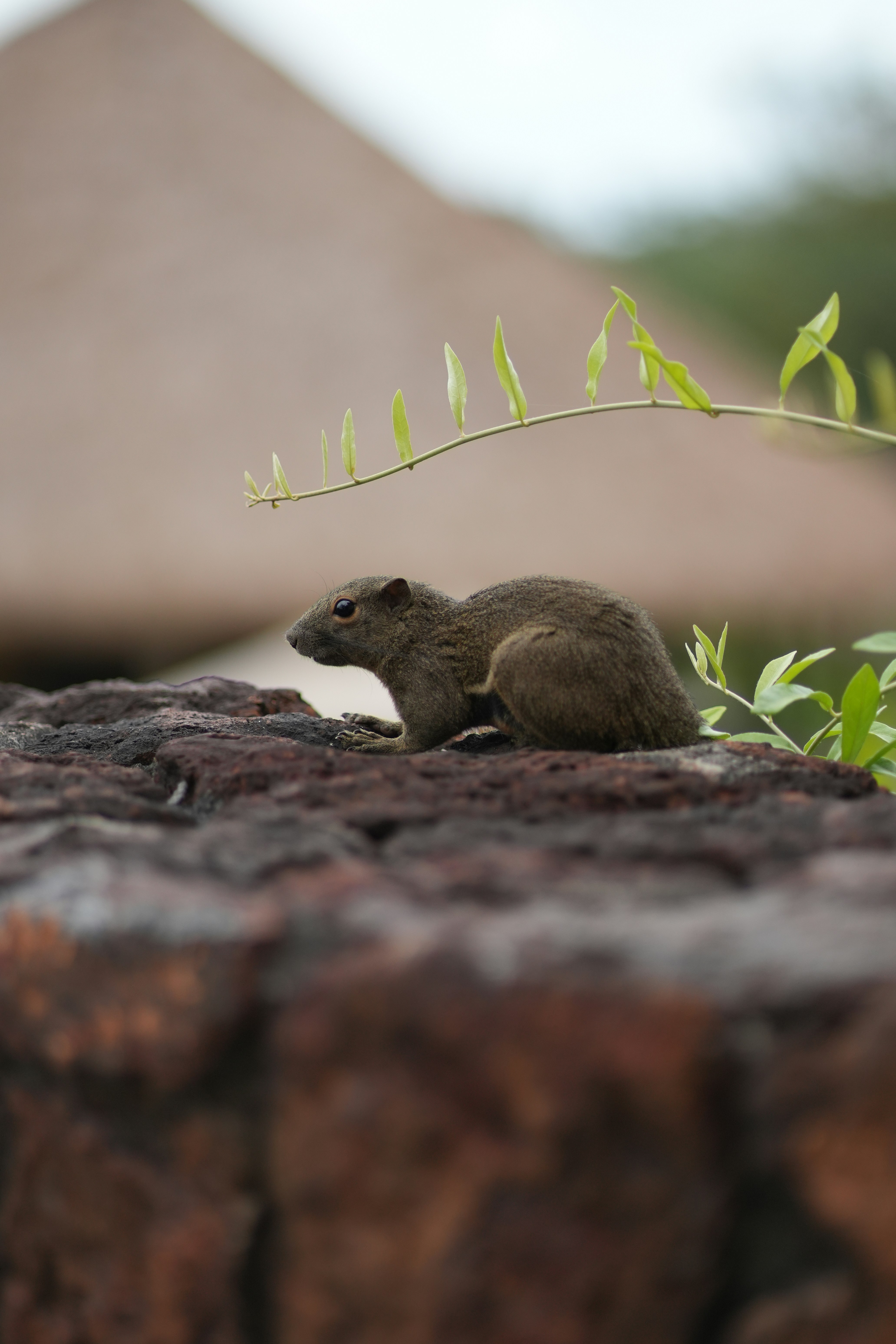 A small squirrel sits on a stone wall.
