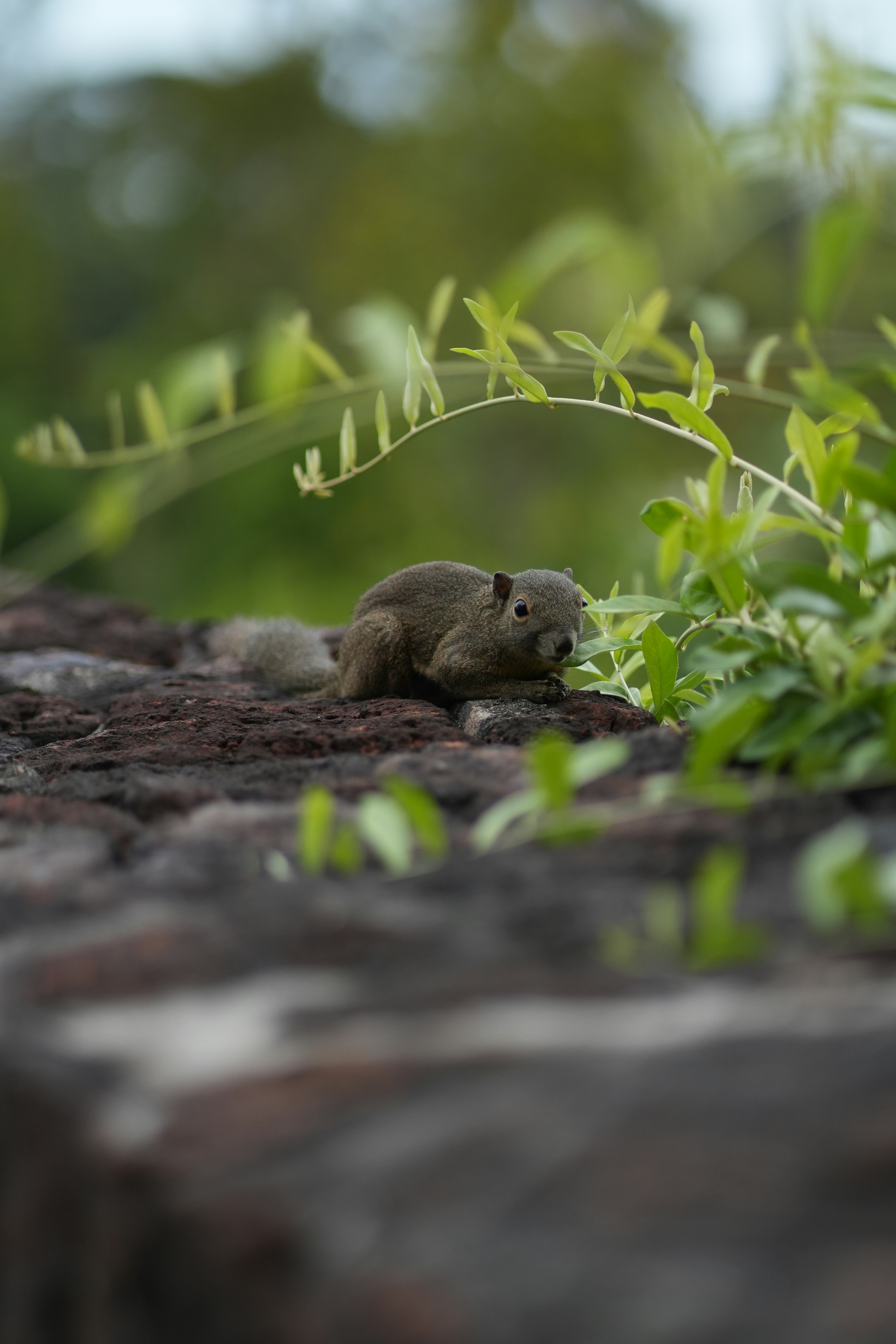 A small squirrel rests on a stone wall.
