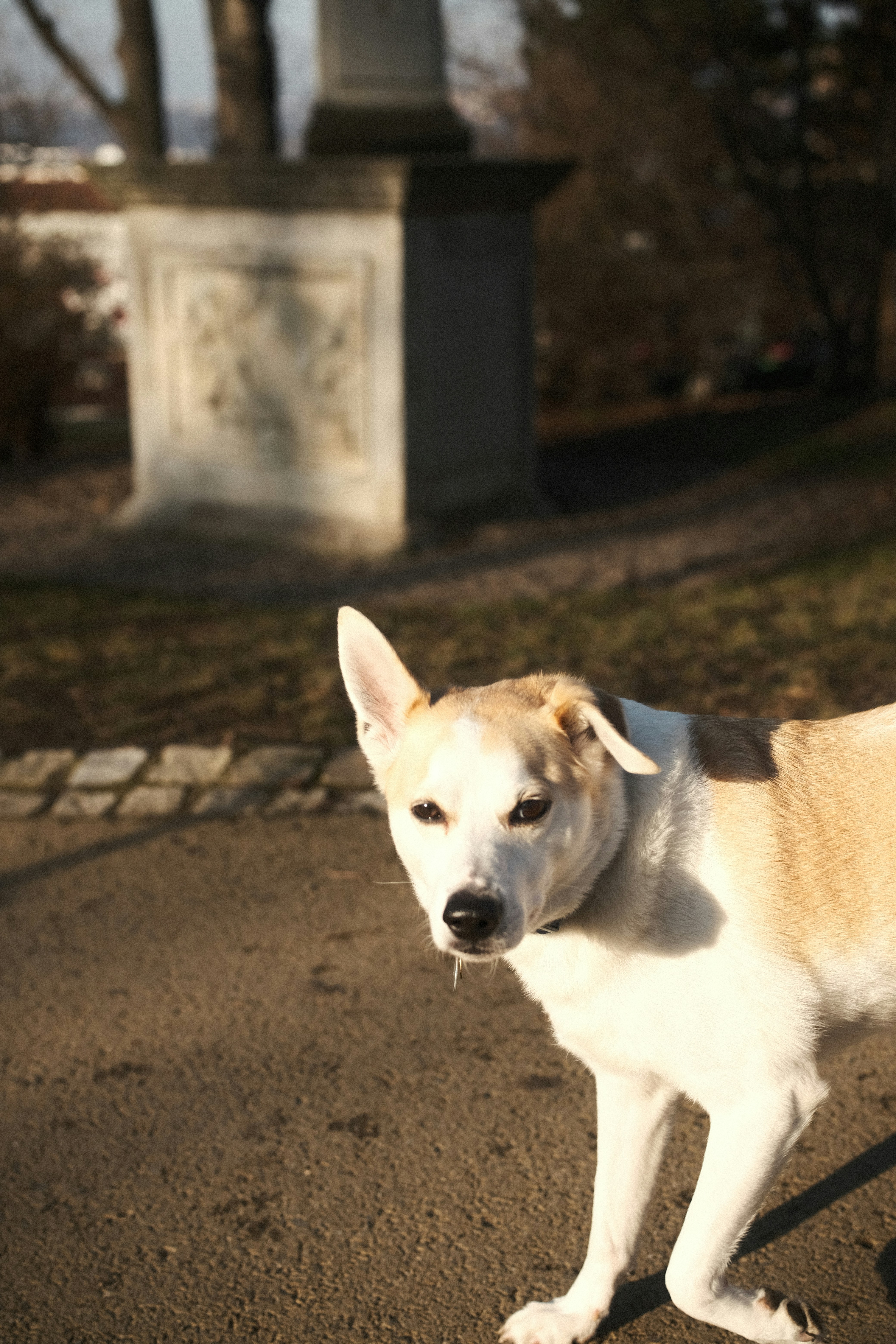 Ein hell gefärbter Hund steht draußen in der Nähe eines Denkmals.
