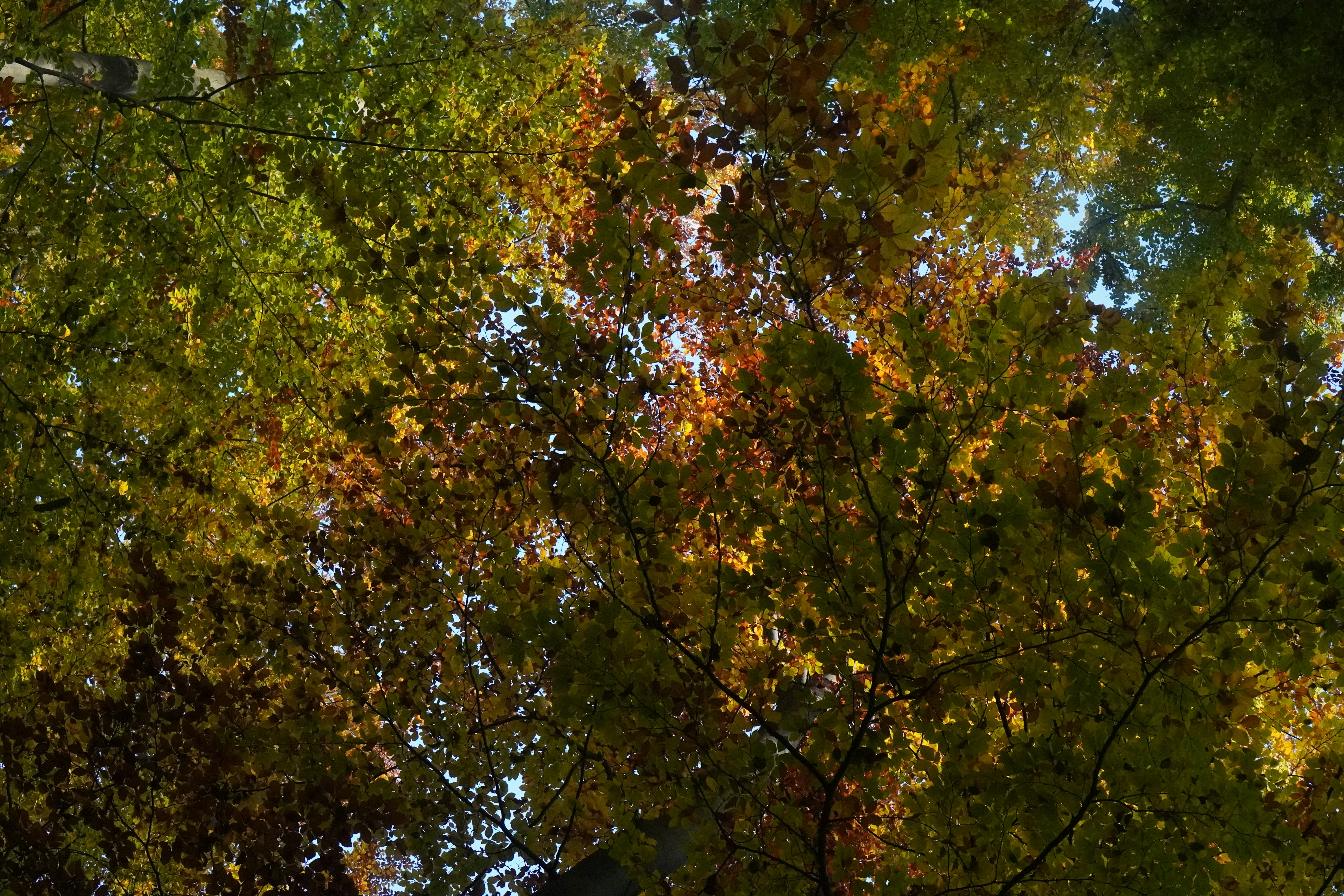 Autumn leaves with hints of green and orange.