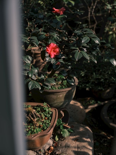 Winter camellia