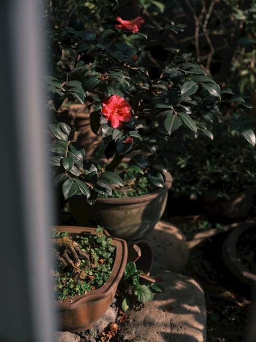 Winter garden