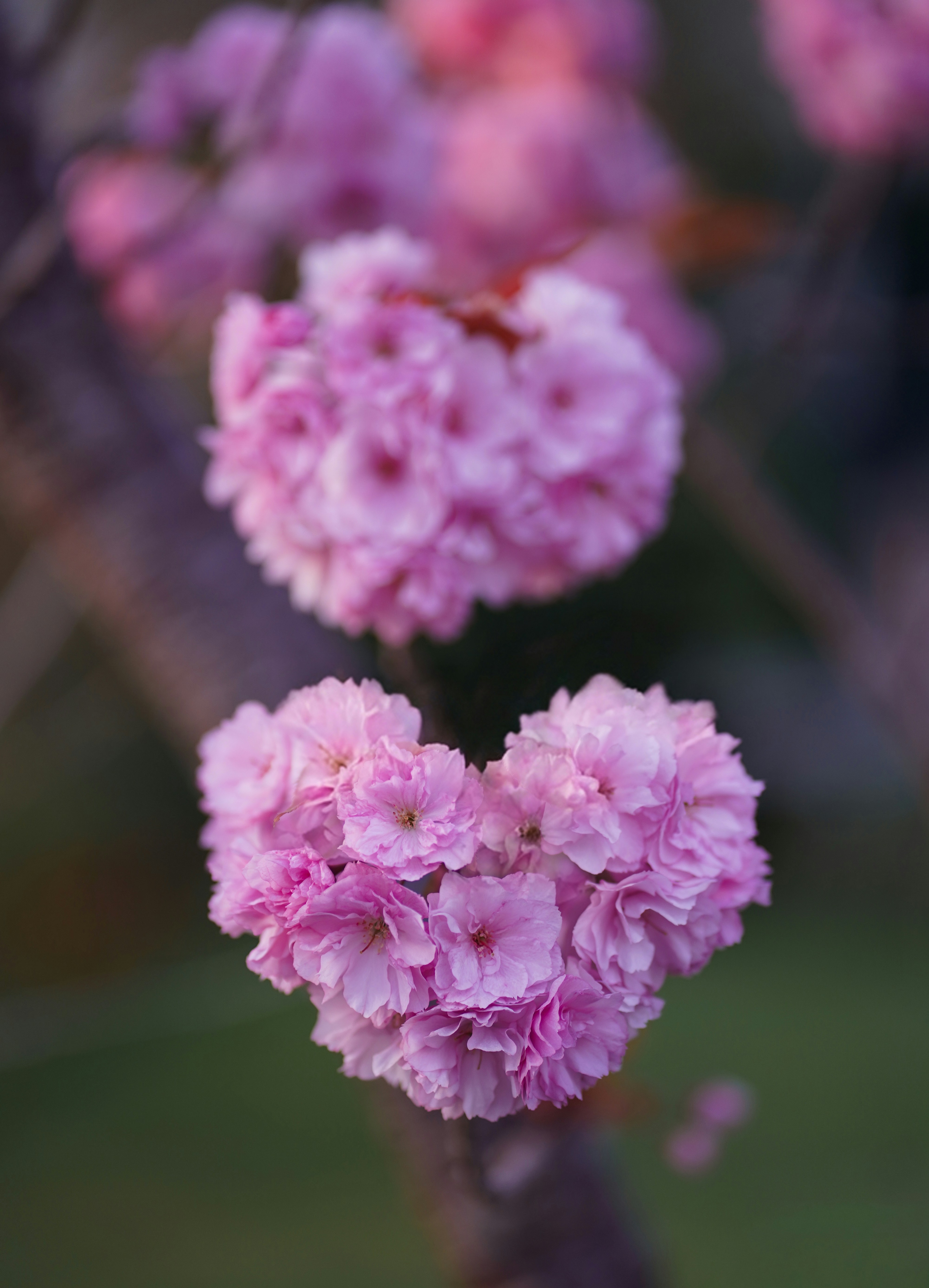 ハート型のピンクの桜