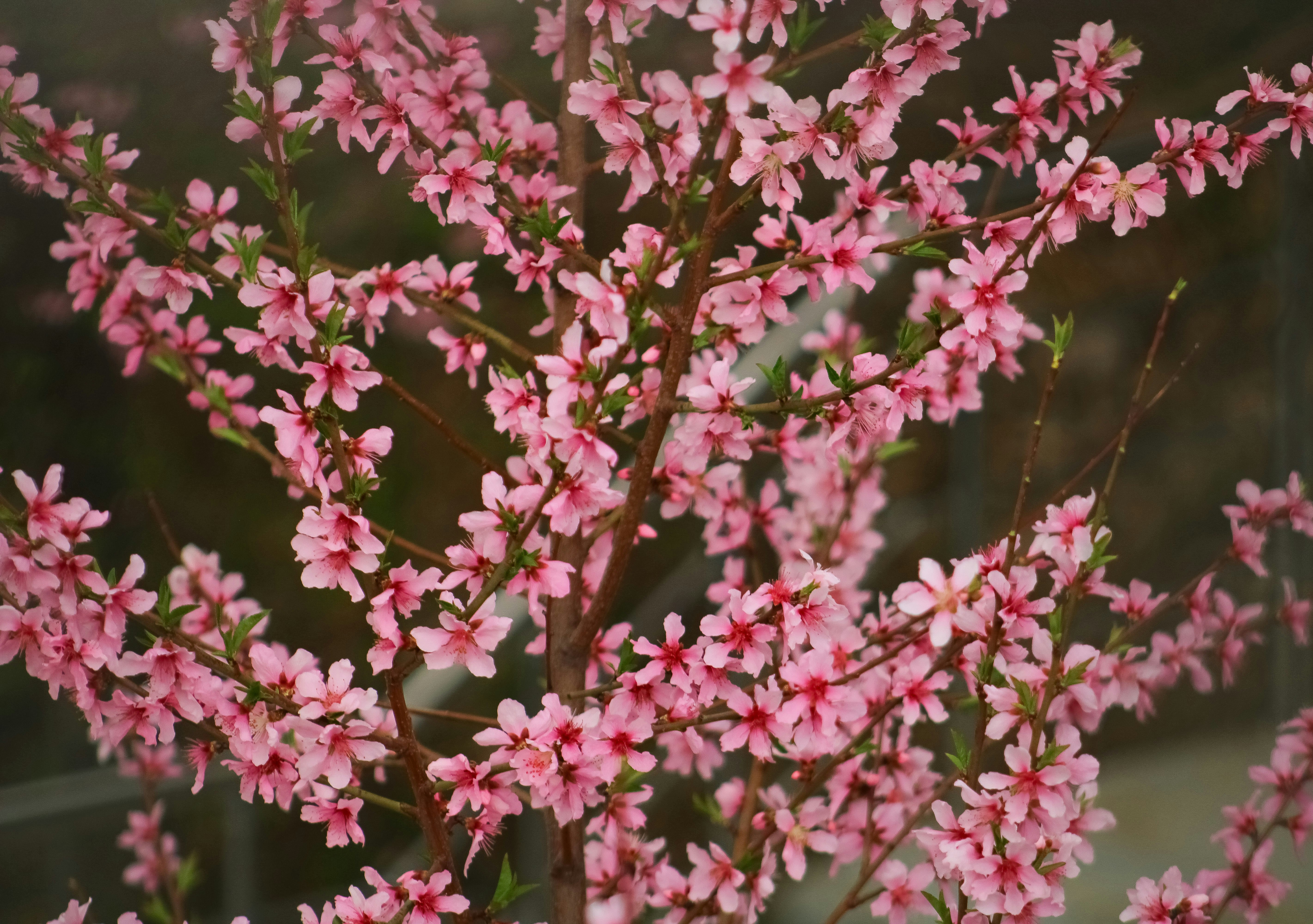 Photo by nouriehferdosian