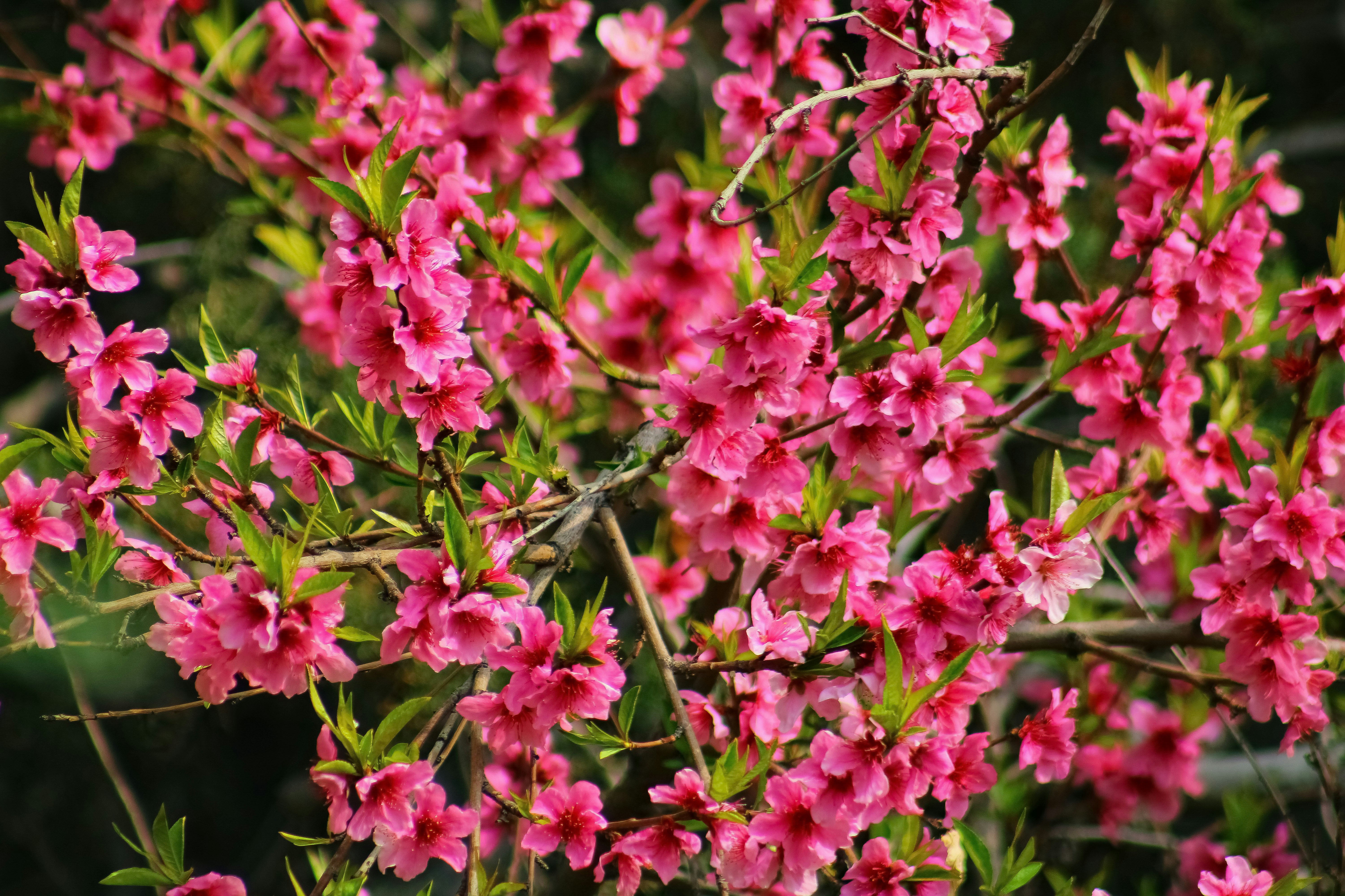 Photo by nouriehferdosian