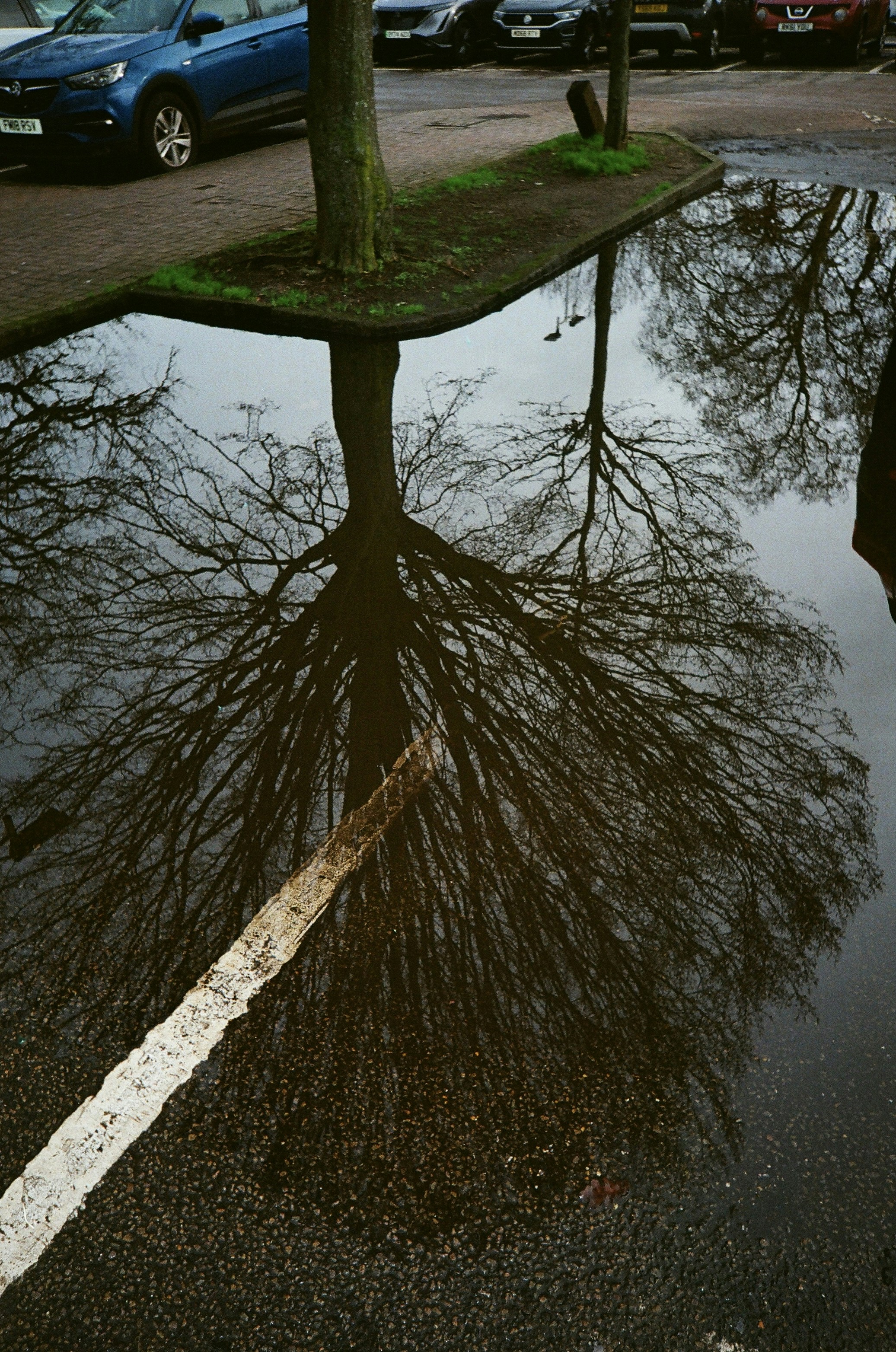 Tree reflection in a puddle with white line