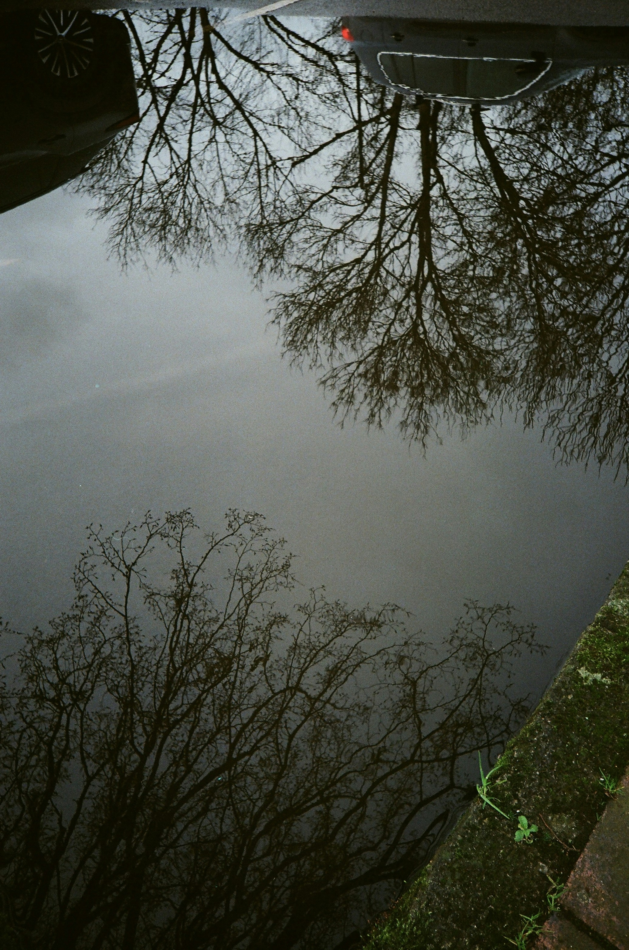 Bare tree branches reflected in a puddle