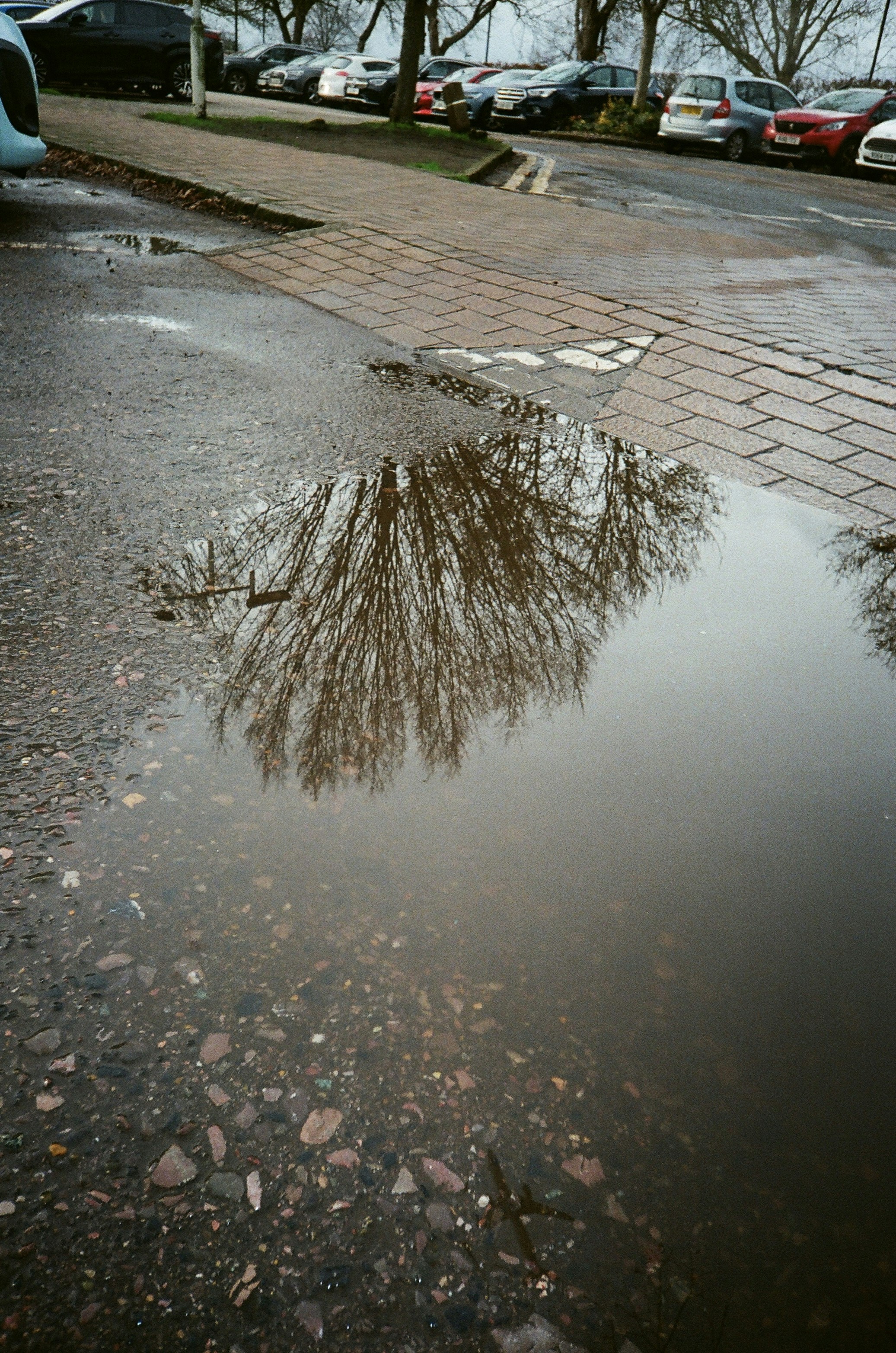 Tree reflection in a puddle on a wet day