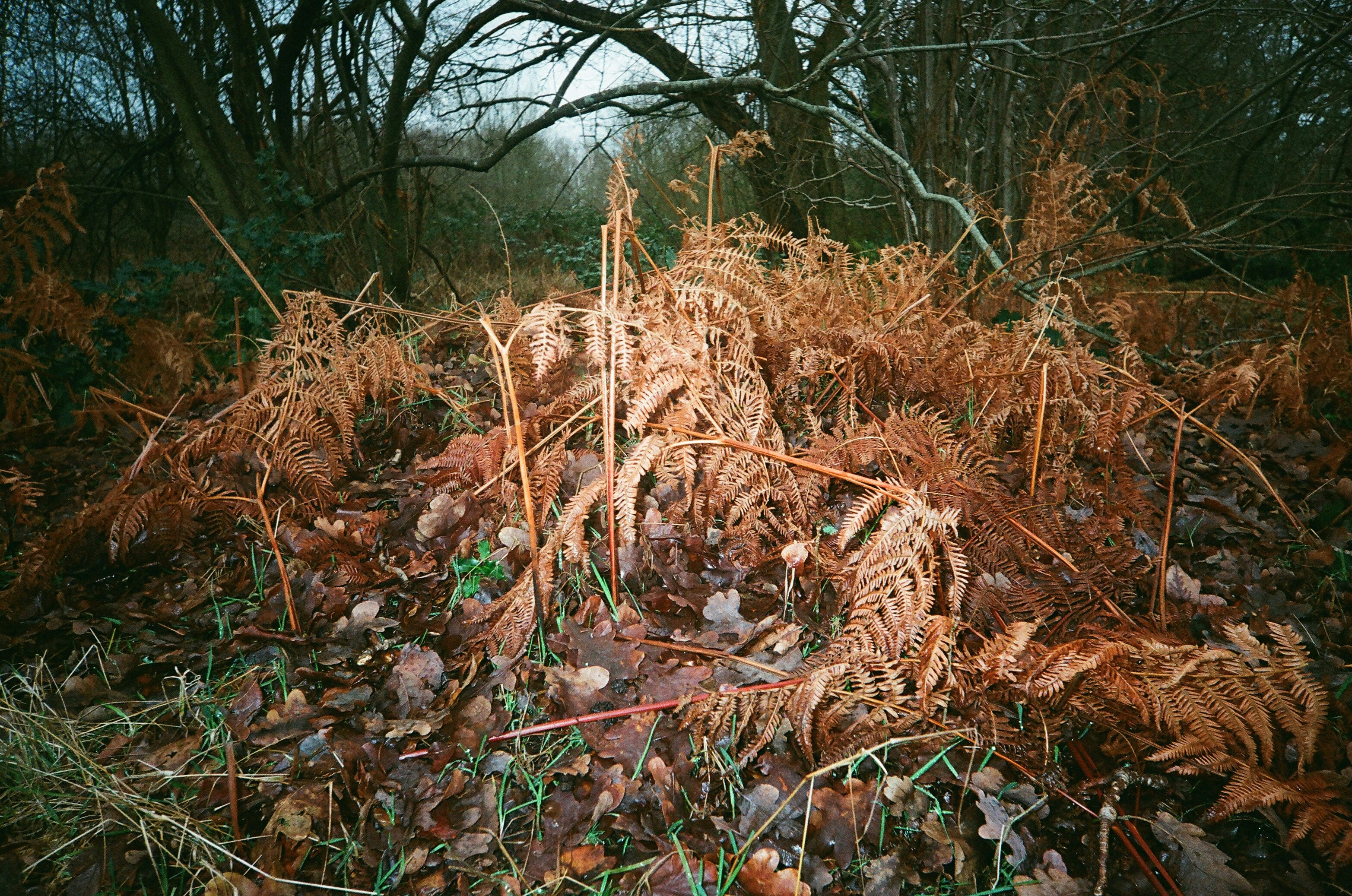 Dry brown ferns and green grass on forest floor