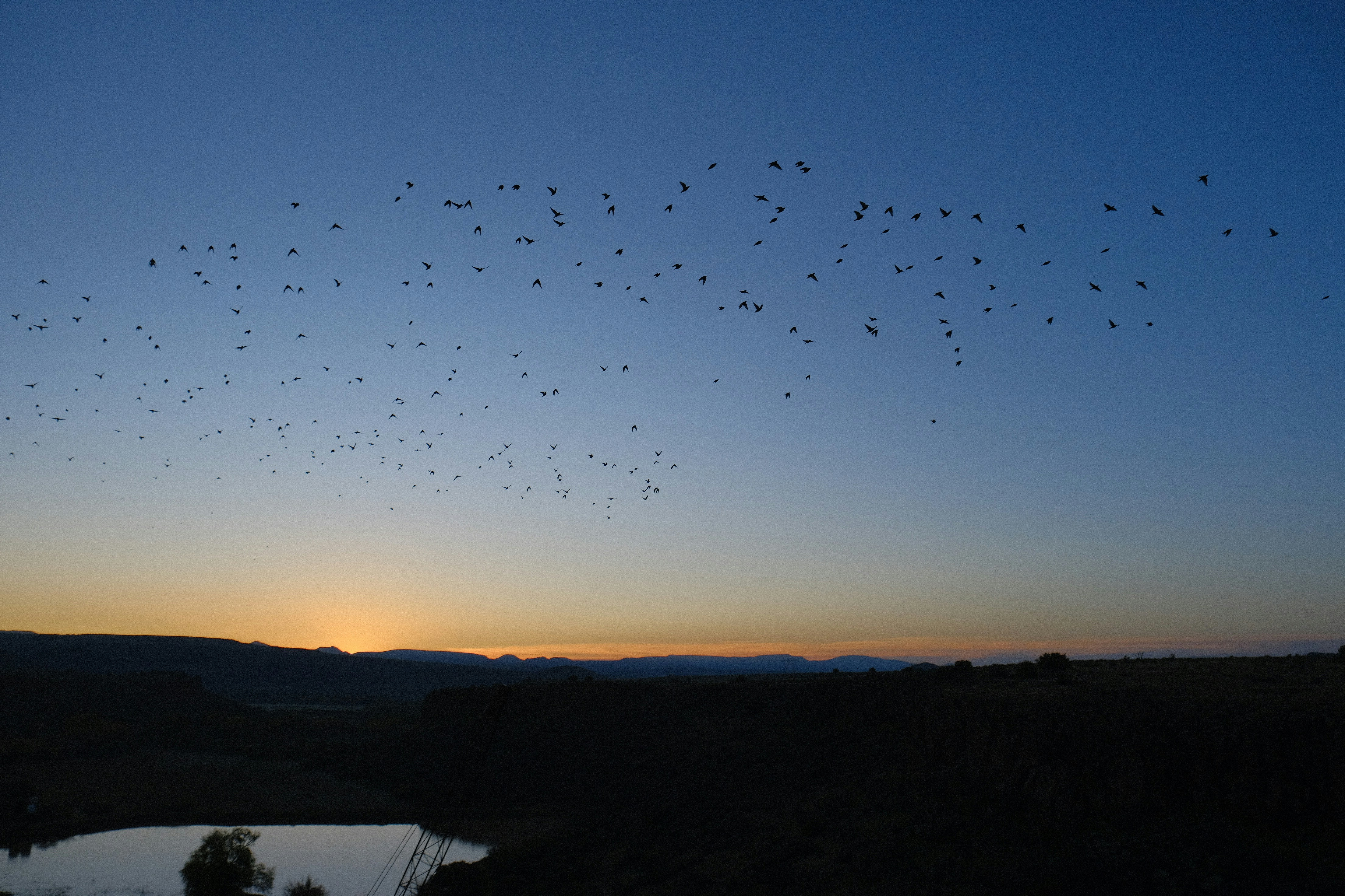 Flock of birds flying at sunset over hills