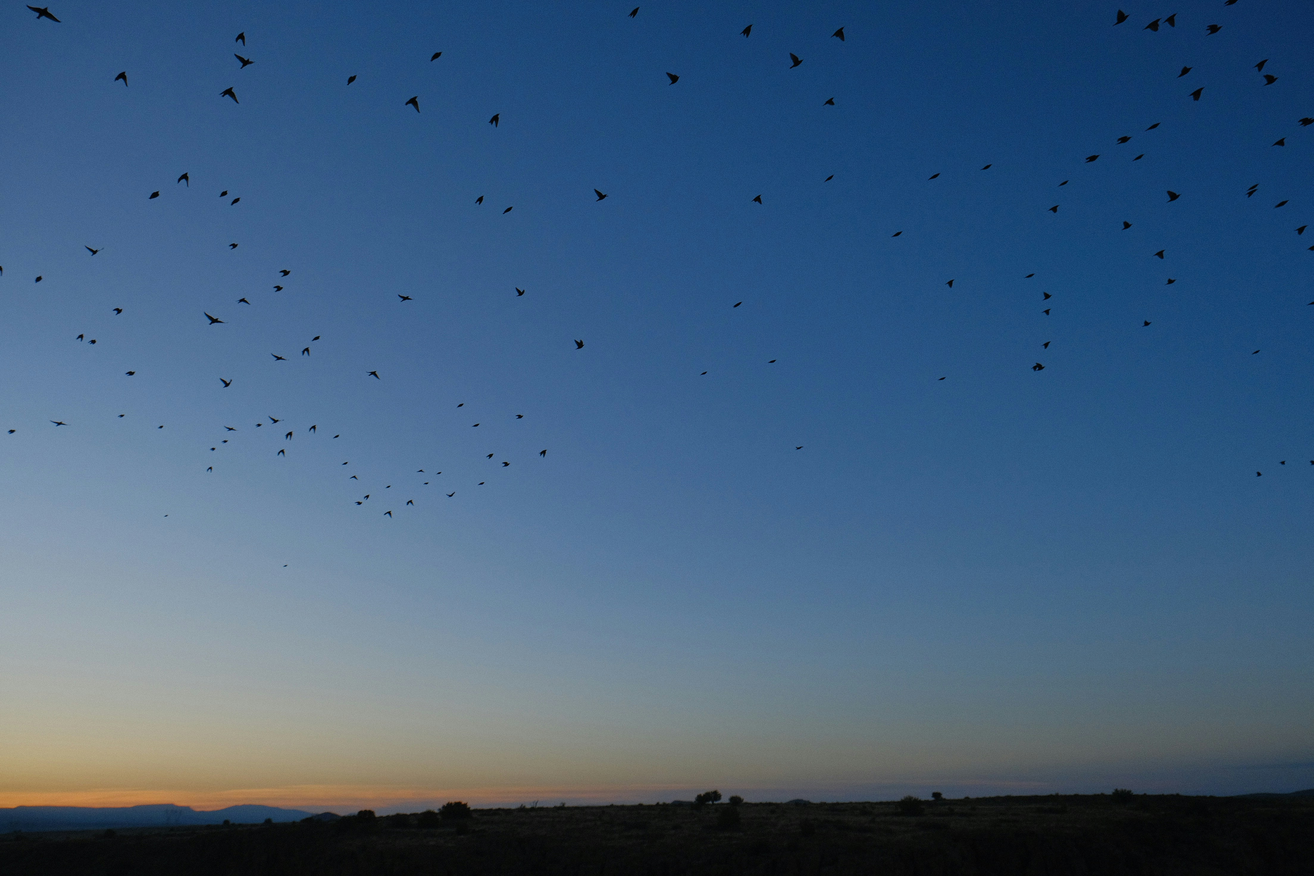 Flock of birds flying against a clear blue sky.